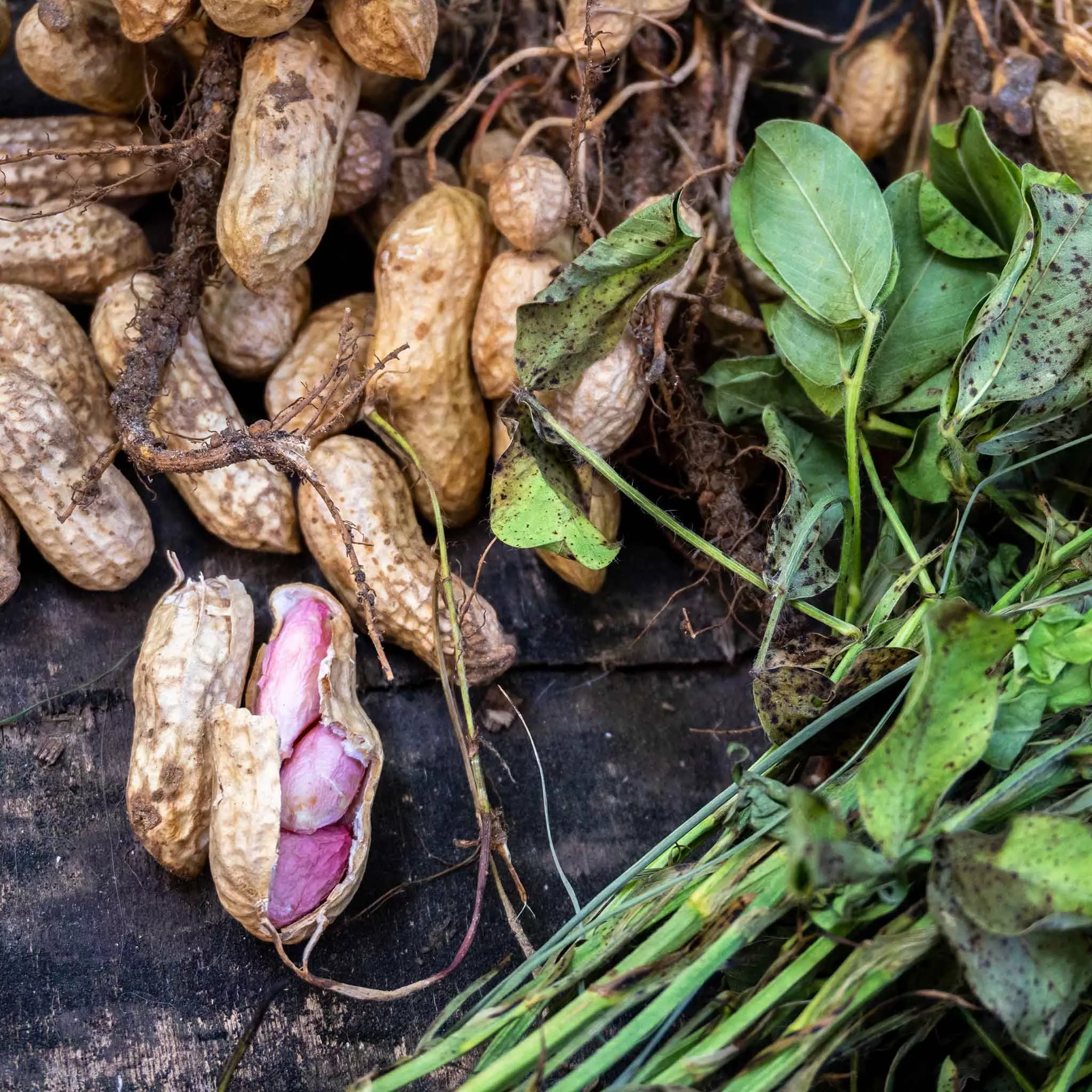 bulk-peanut-seeds Bulk Peanut Seeds