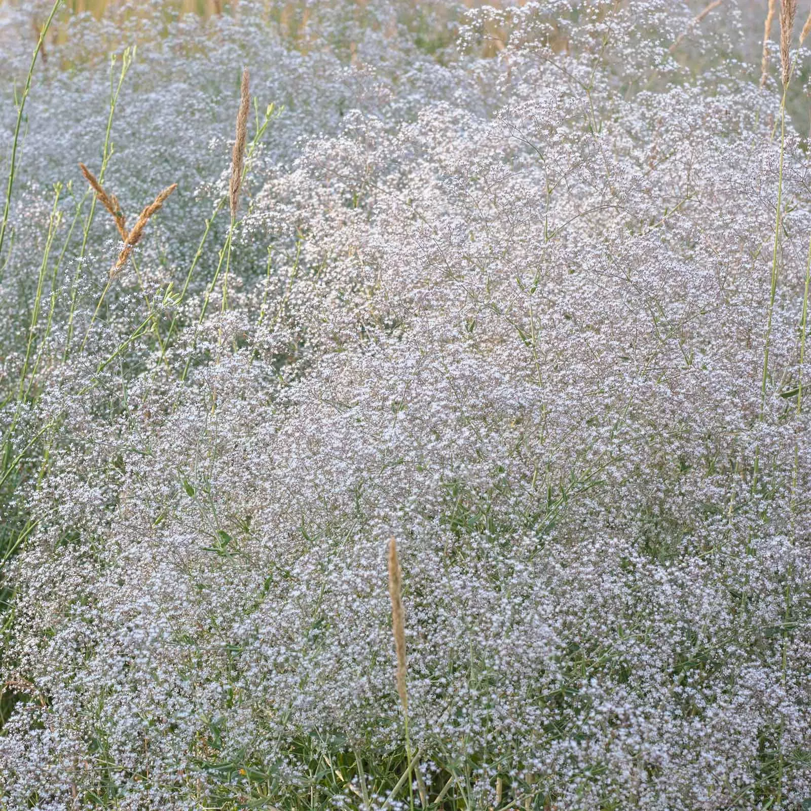 bulk-perennial-babys-breath-seeds Bulk Perennial Babys Breath Seeds
