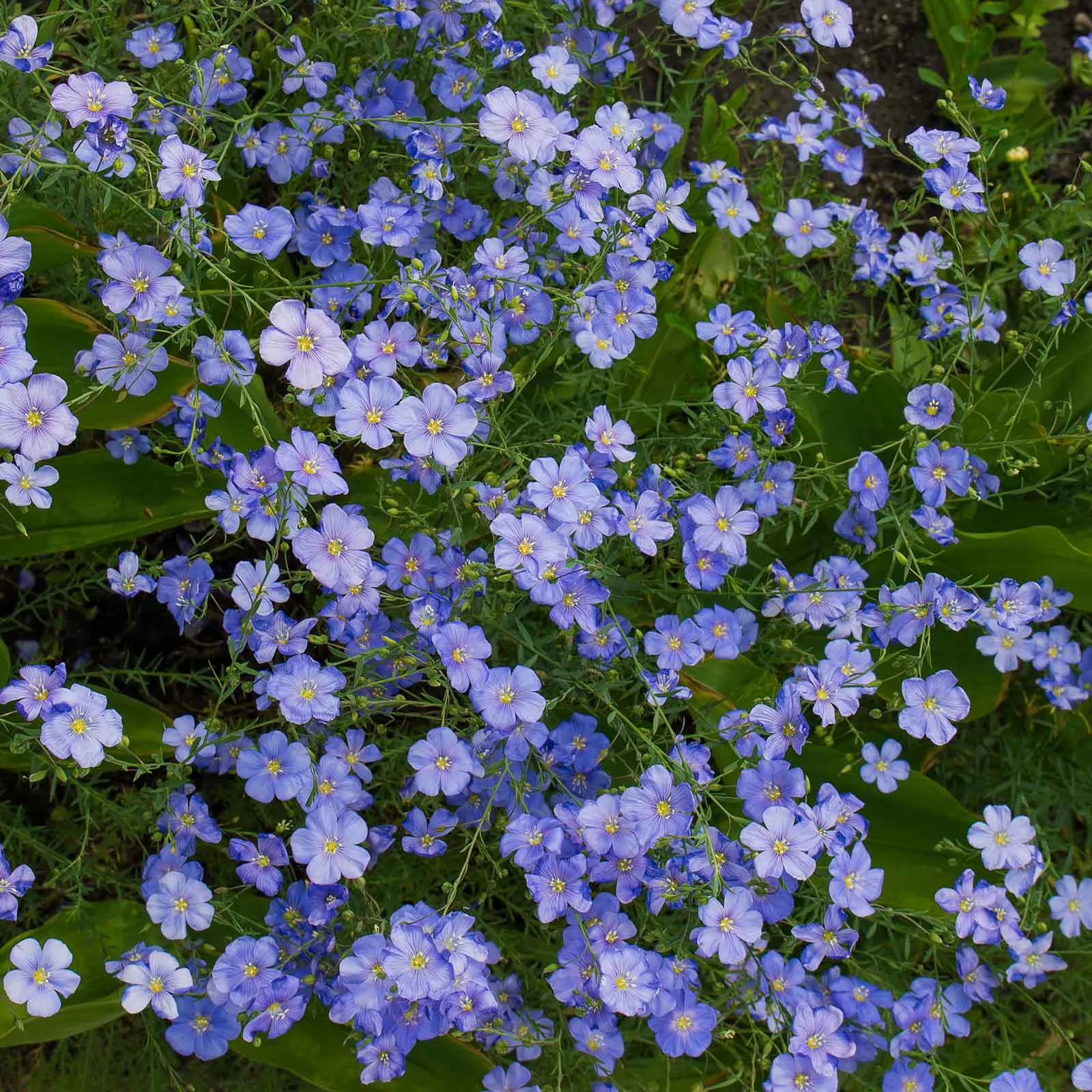 Bulk Perennial Blue Flax Seeds