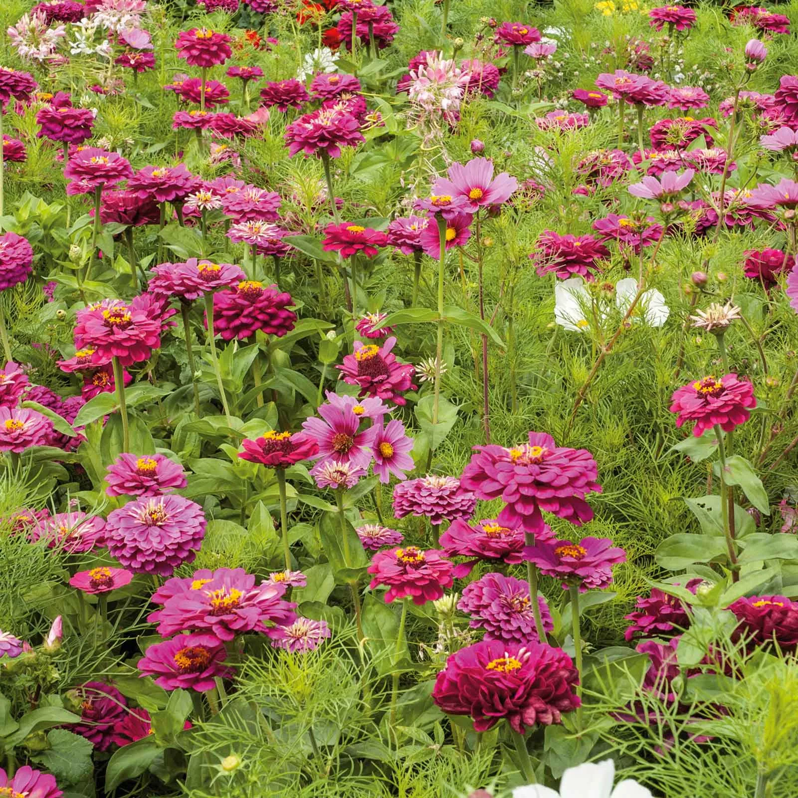 bulk-pink-cosmic-zen-flower-seed-mix Bulk Pink Cosmic Zen Flower Seed Mix
