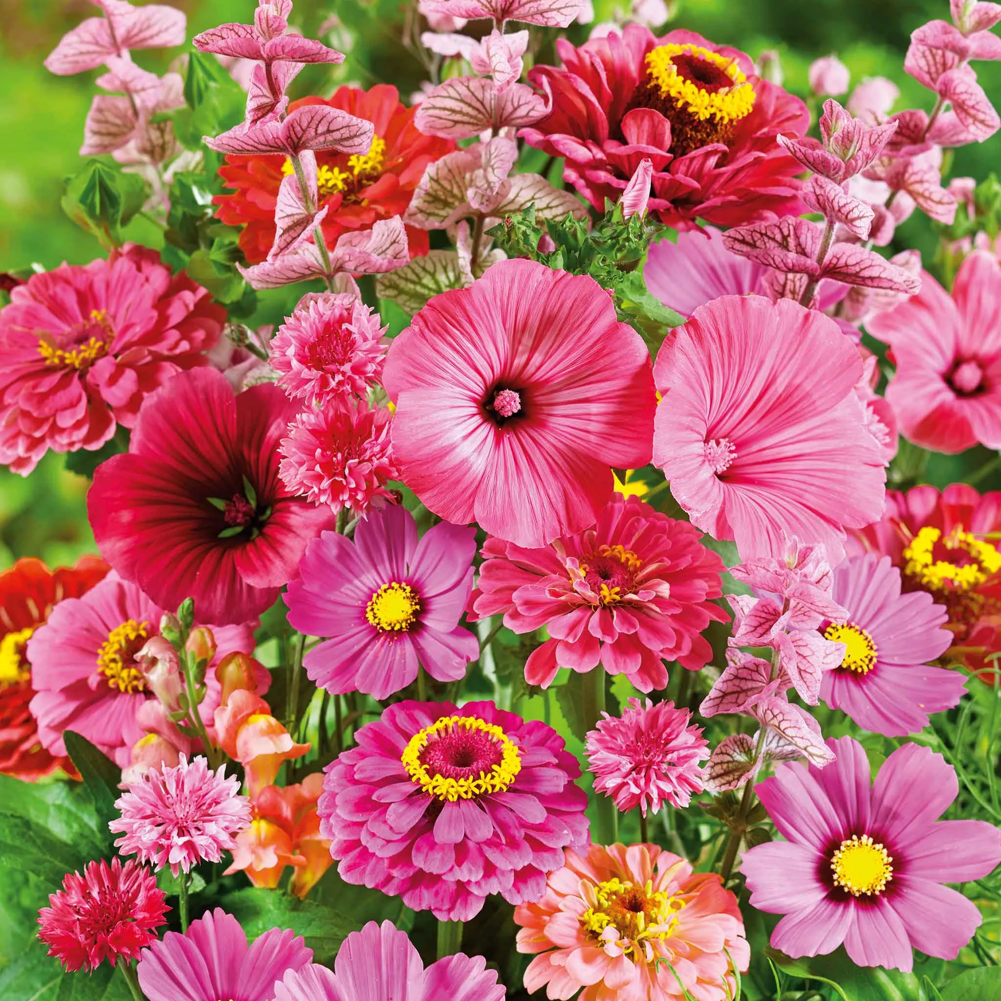 bulk-pink-perfection-flower-seed-mix Bulk Pink Perfection Flower Seed Mix