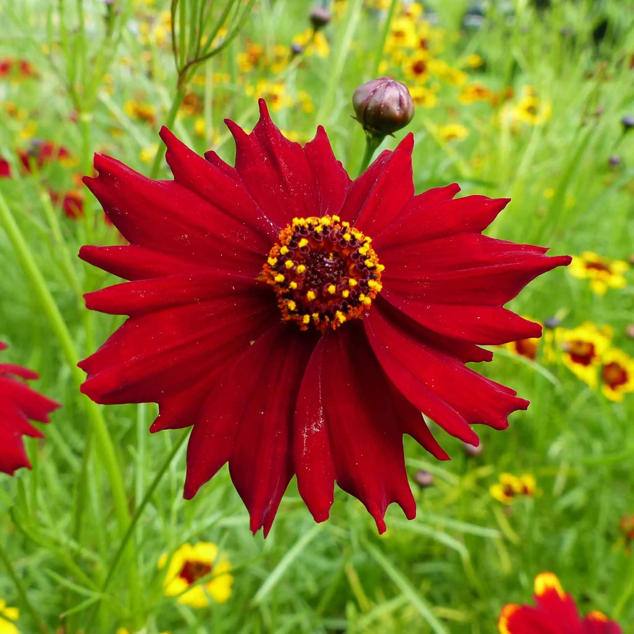 bulk-plains-coreopsis-seeds-tall-red Bulk Plains Coreopsis Seeds - Tall Red
