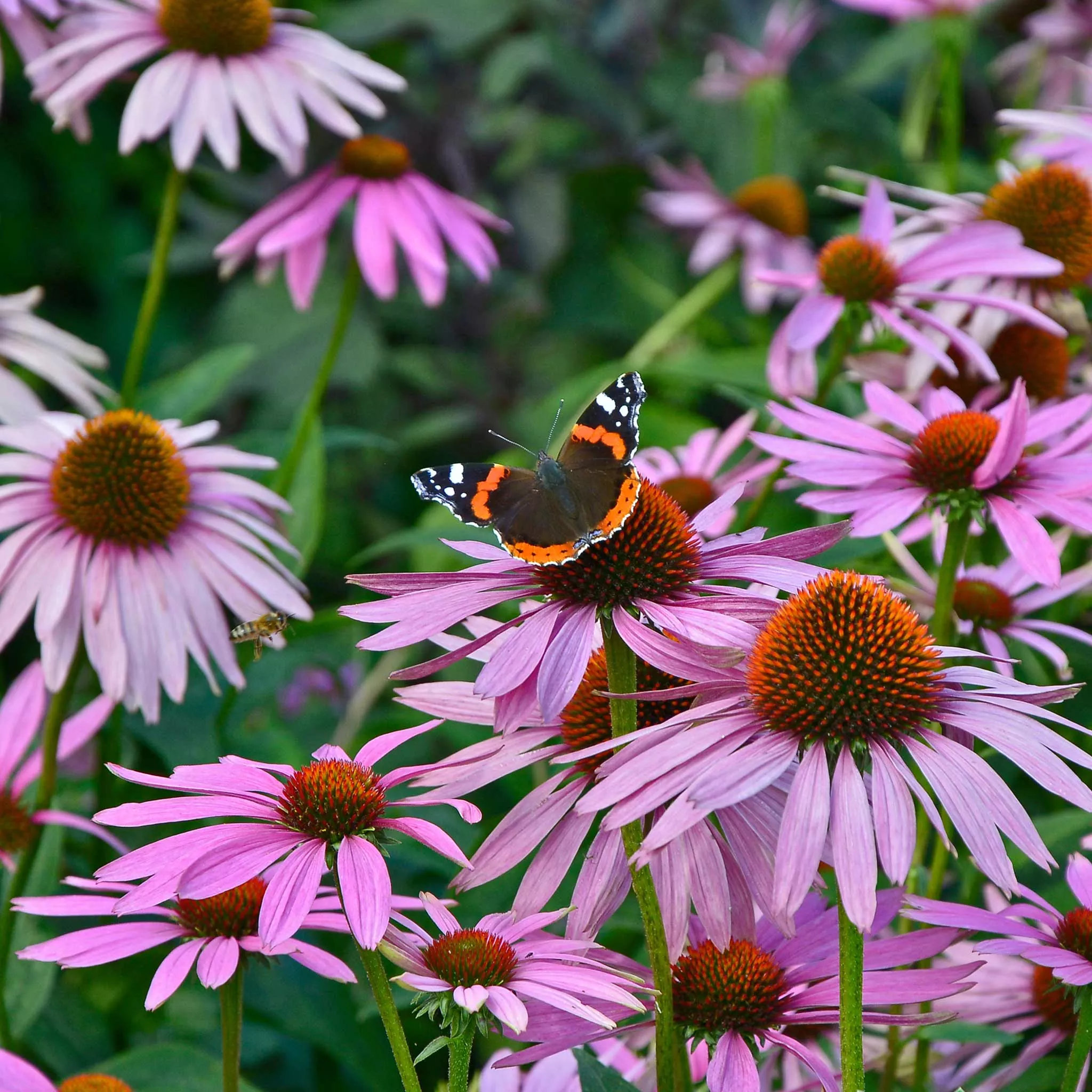 bulk-purple-coneflower-seeds-echinacea Bulk Purple Coneflower Seeds (Echinacea)
