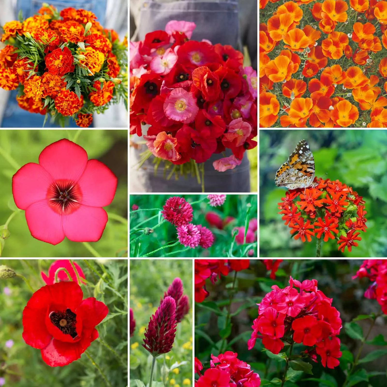 Bulk Red Head - Exclusive Red Wildflower Seed Mix