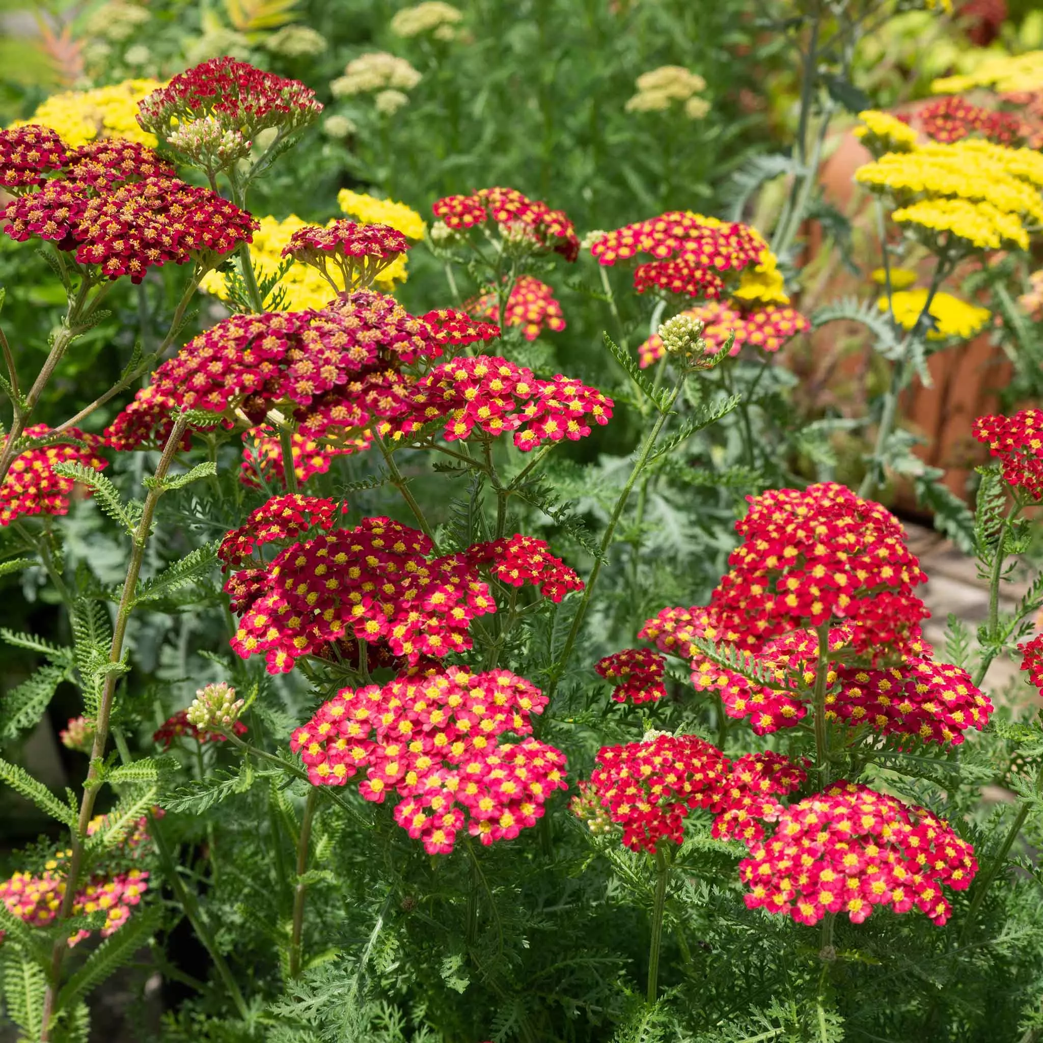 bulk-red-yarrow-seeds Bulk Red Yarrow Seeds