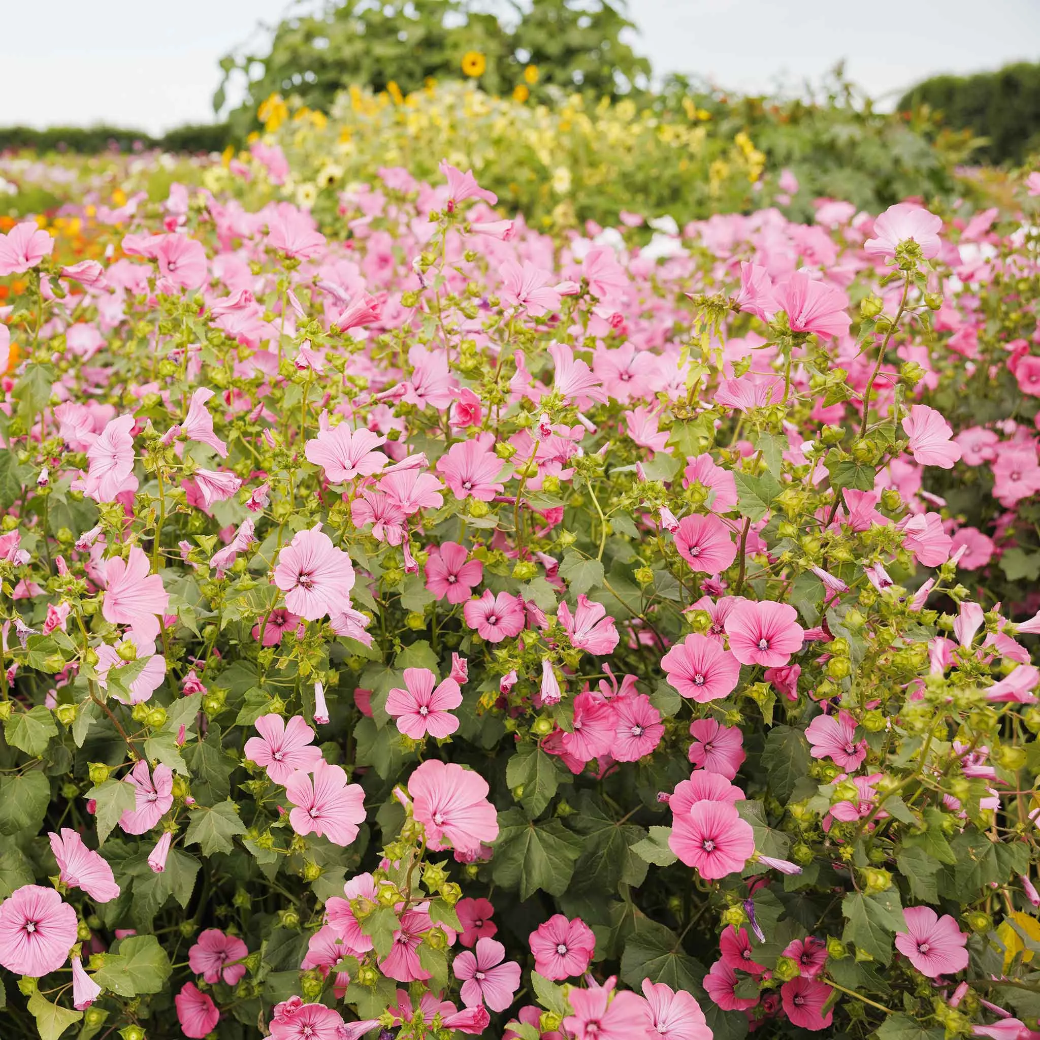 Bulk Rose Mallow Seeds - Loveliness