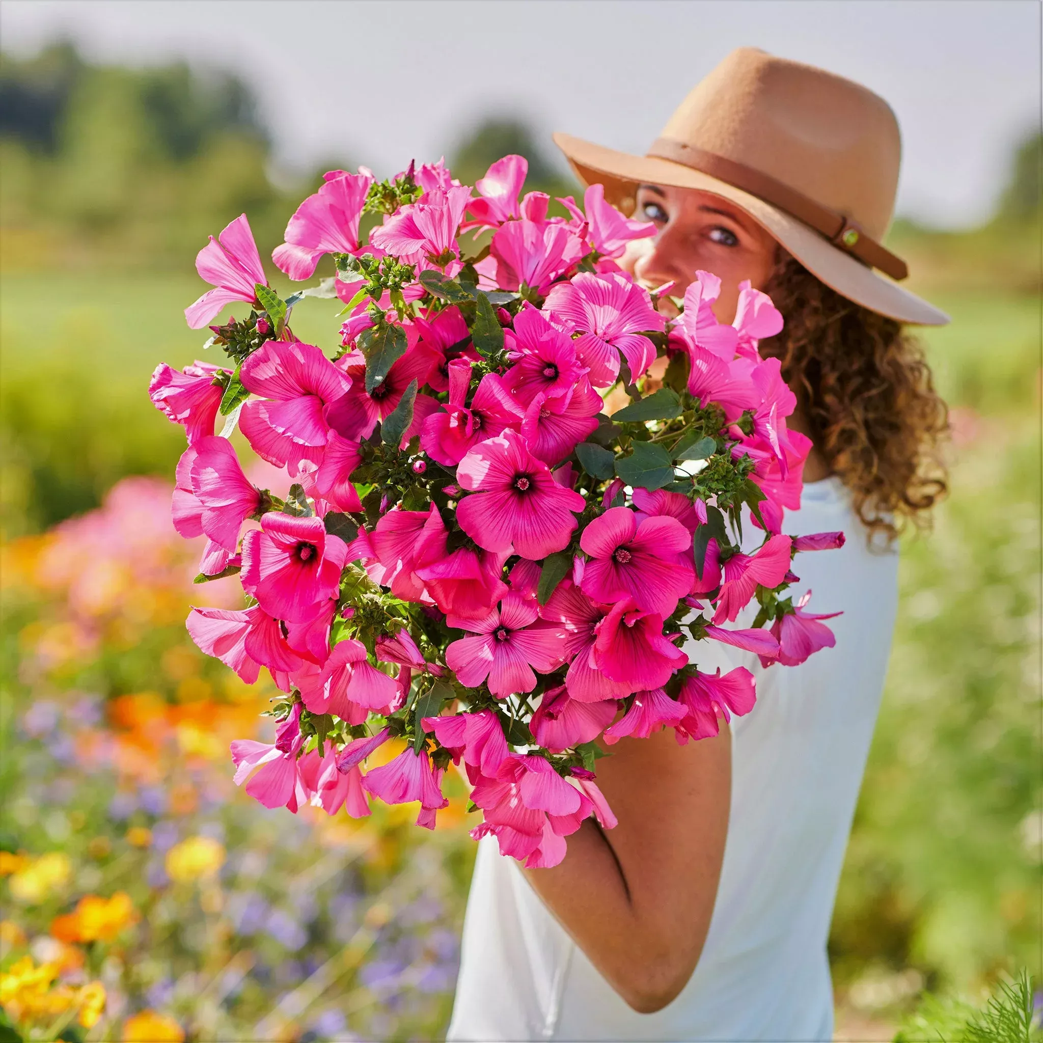 Bulk Rose Mallow Seeds - Tanagra