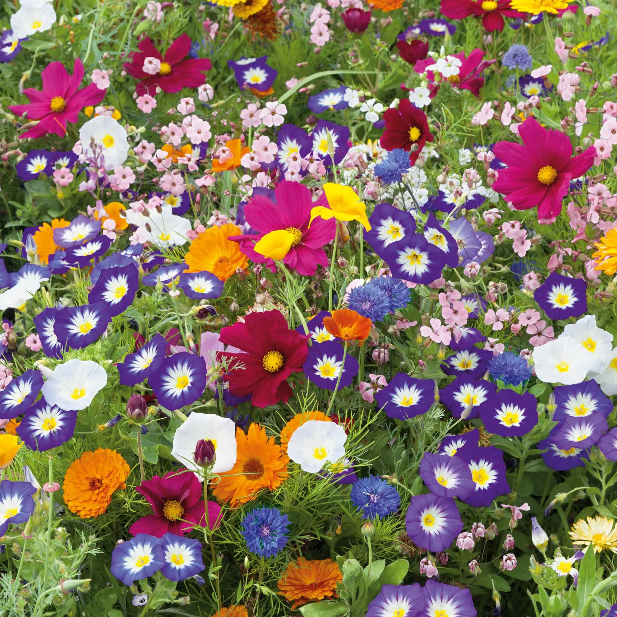 bulk-royal-meadow-flower-seed-mix Bulk Royal Meadow Flower Seed Mix