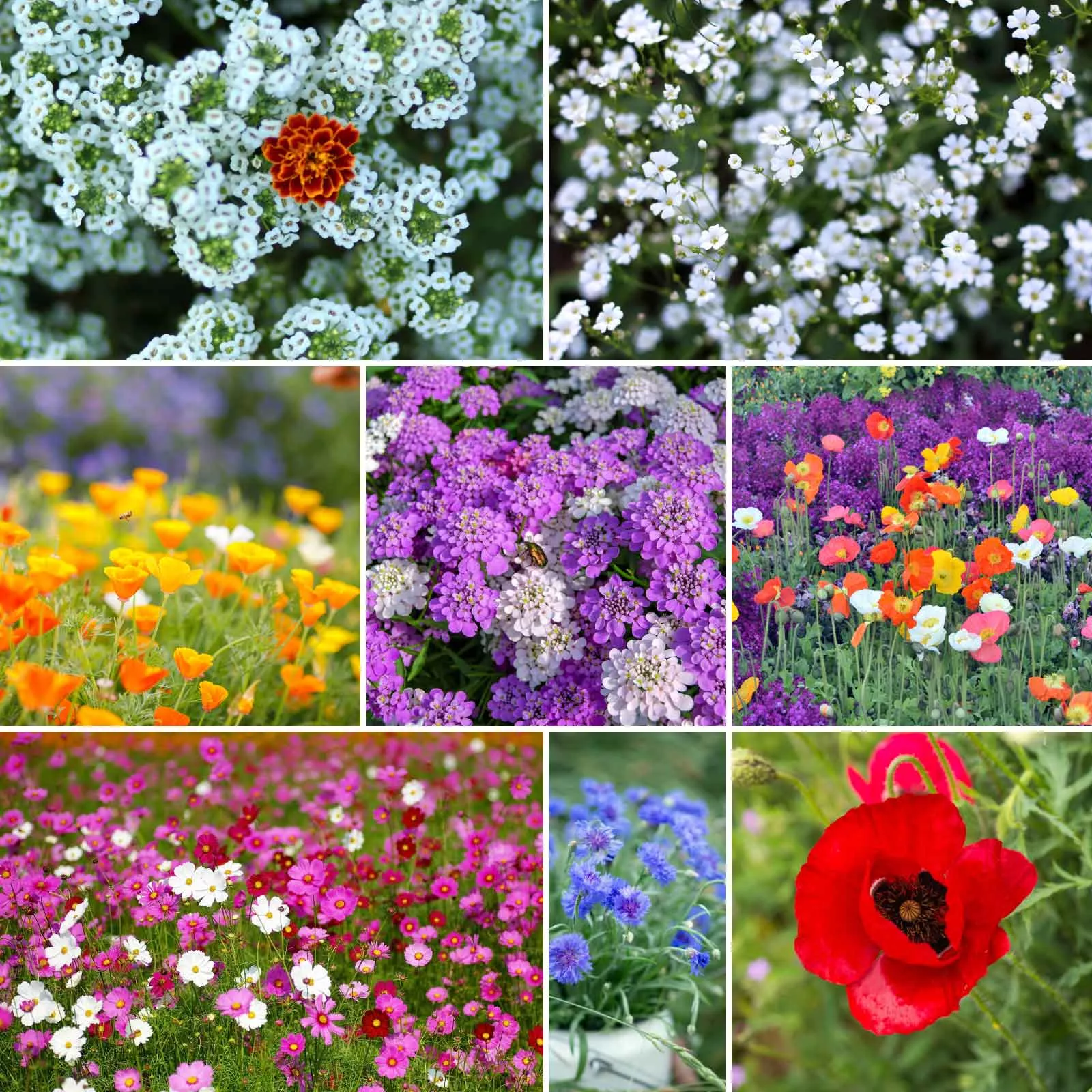 bulk-rugged-beauty-flower-seed-mix Bulk Rugged Beauty Flower Seed Mix