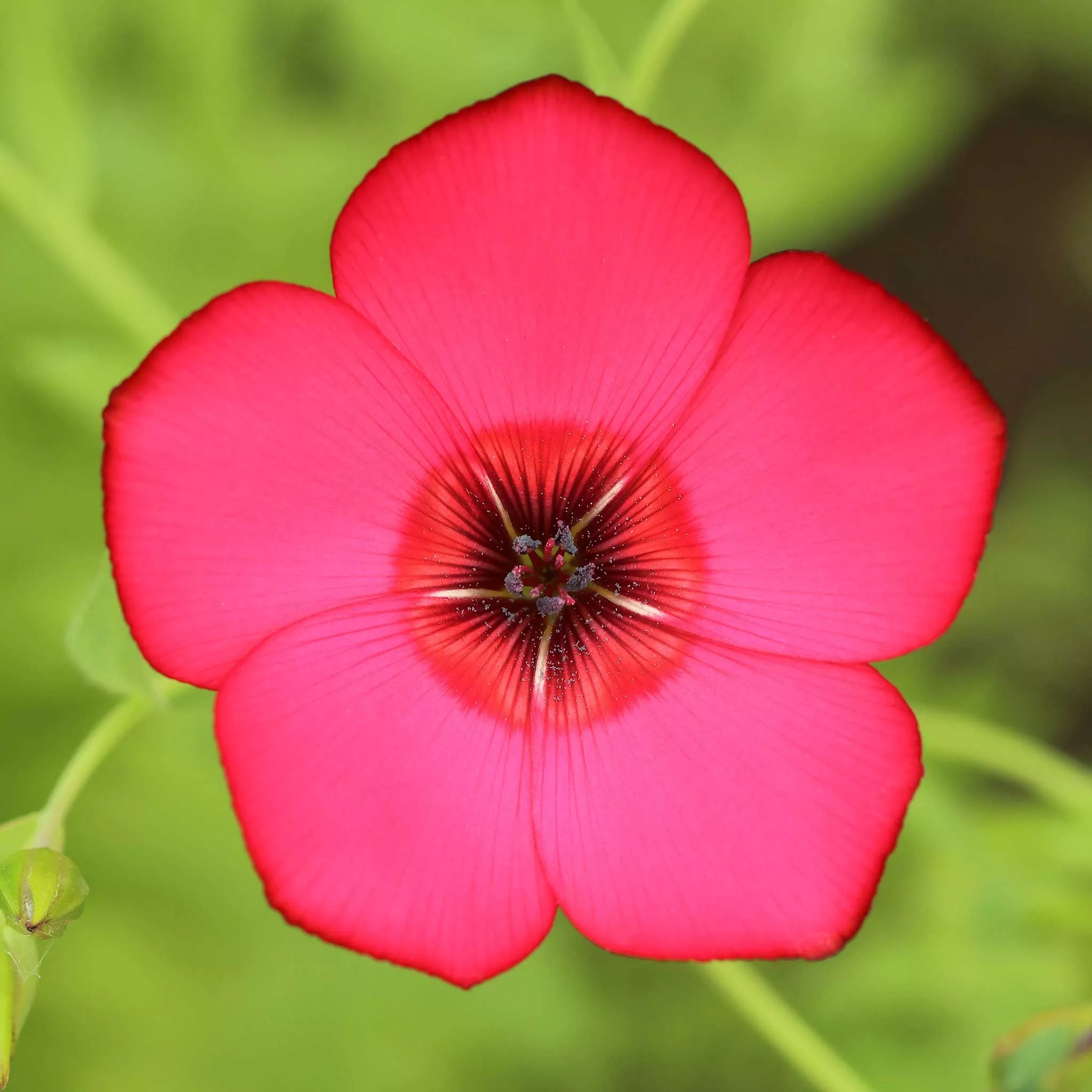 bulk-scarlet-flax-seeds Bulk Scarlet Flax Seeds