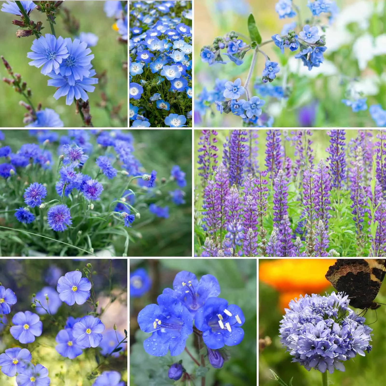 bulk-singin-blues-exclusive-blue-wildflower-seed-mix Bulk Singin' The Blues - Exclusive Blue Wildflower Seed Mix