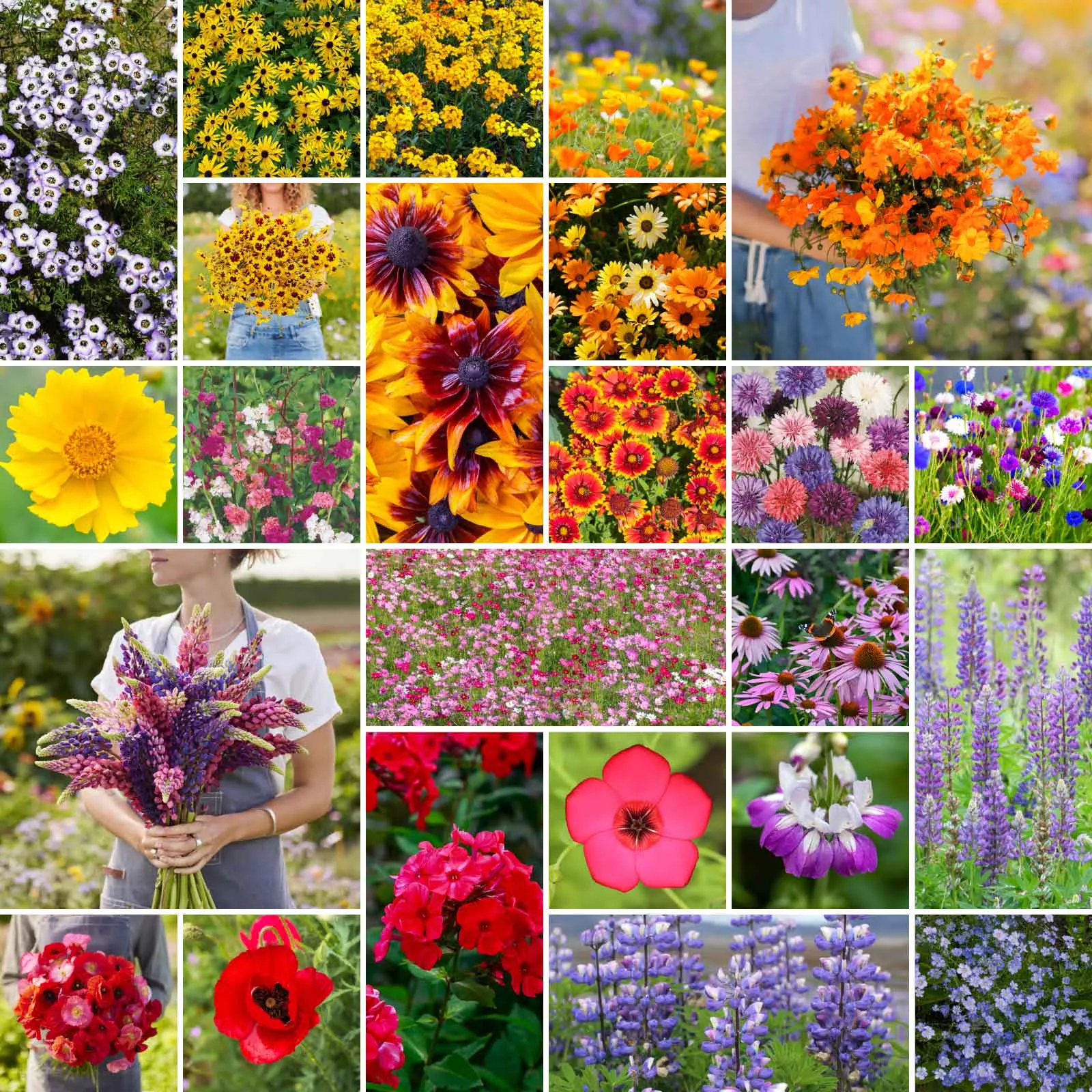 bulk-southwest-wildflower-seed-mix Bulk Southwest Wildflower Seed Mix