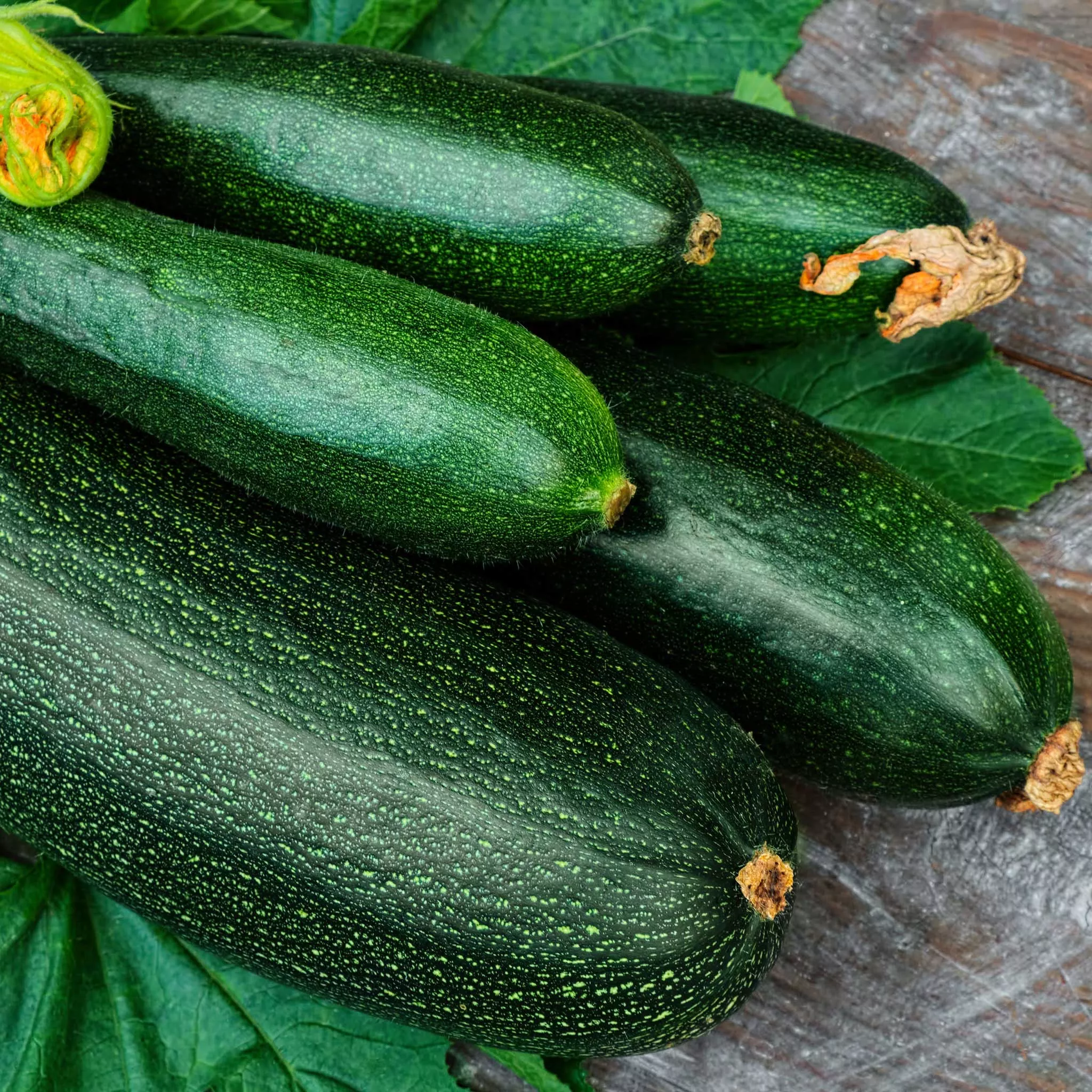 bulk-squash-summer-seeds-dark-green-zucchini Bulk Squash (Summer) Seeds - Dark Green Zucchini
