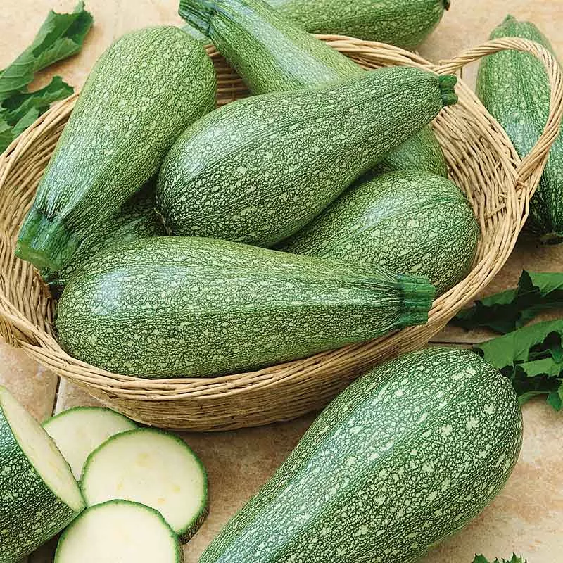 bulk-squash-summer-seeds-grey-zucchini Bulk Squash (Summer) Seeds - Grey Zucchini