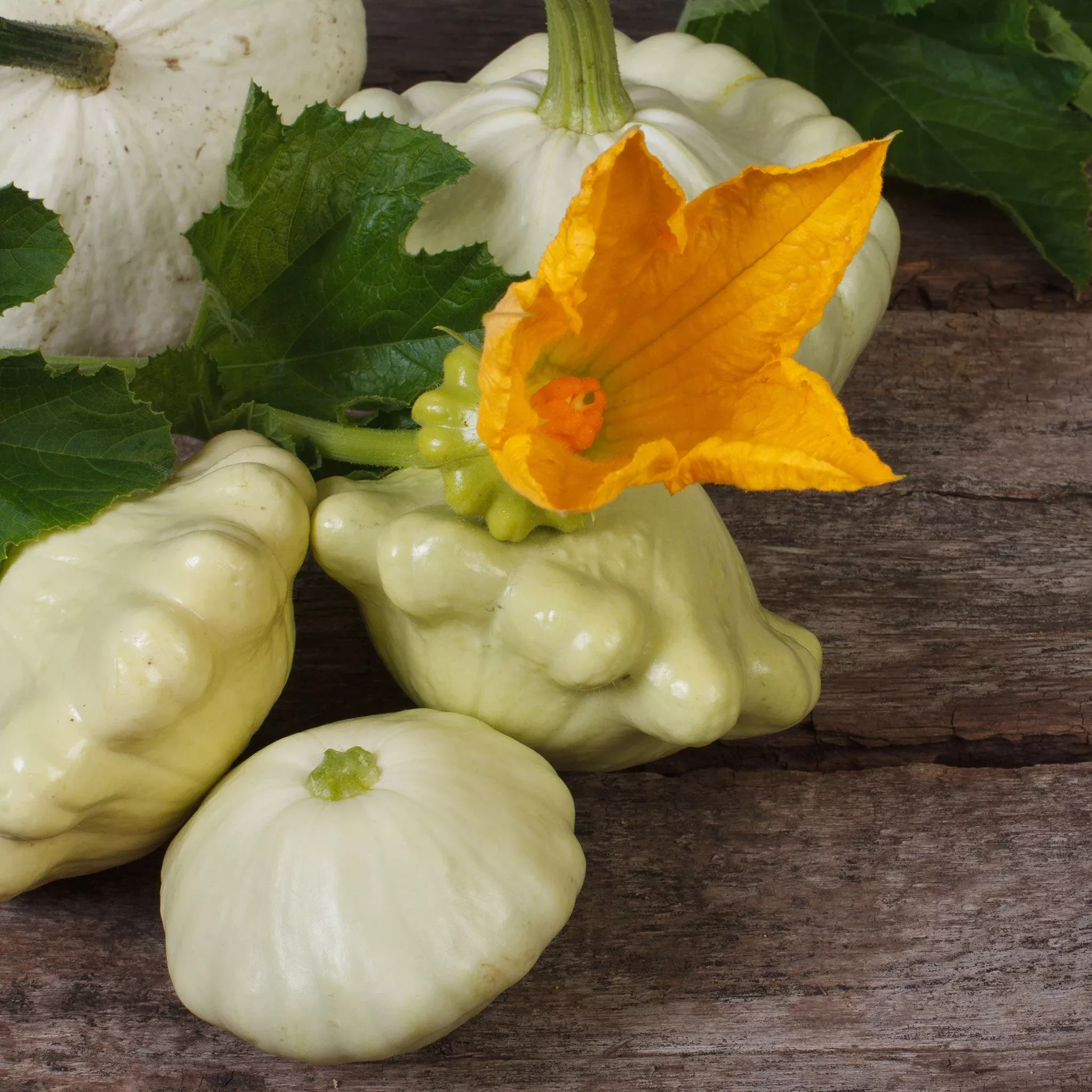 bulk-squash-summer-seeds-scallop Bulk Squash (Summer) Seeds - Scallop