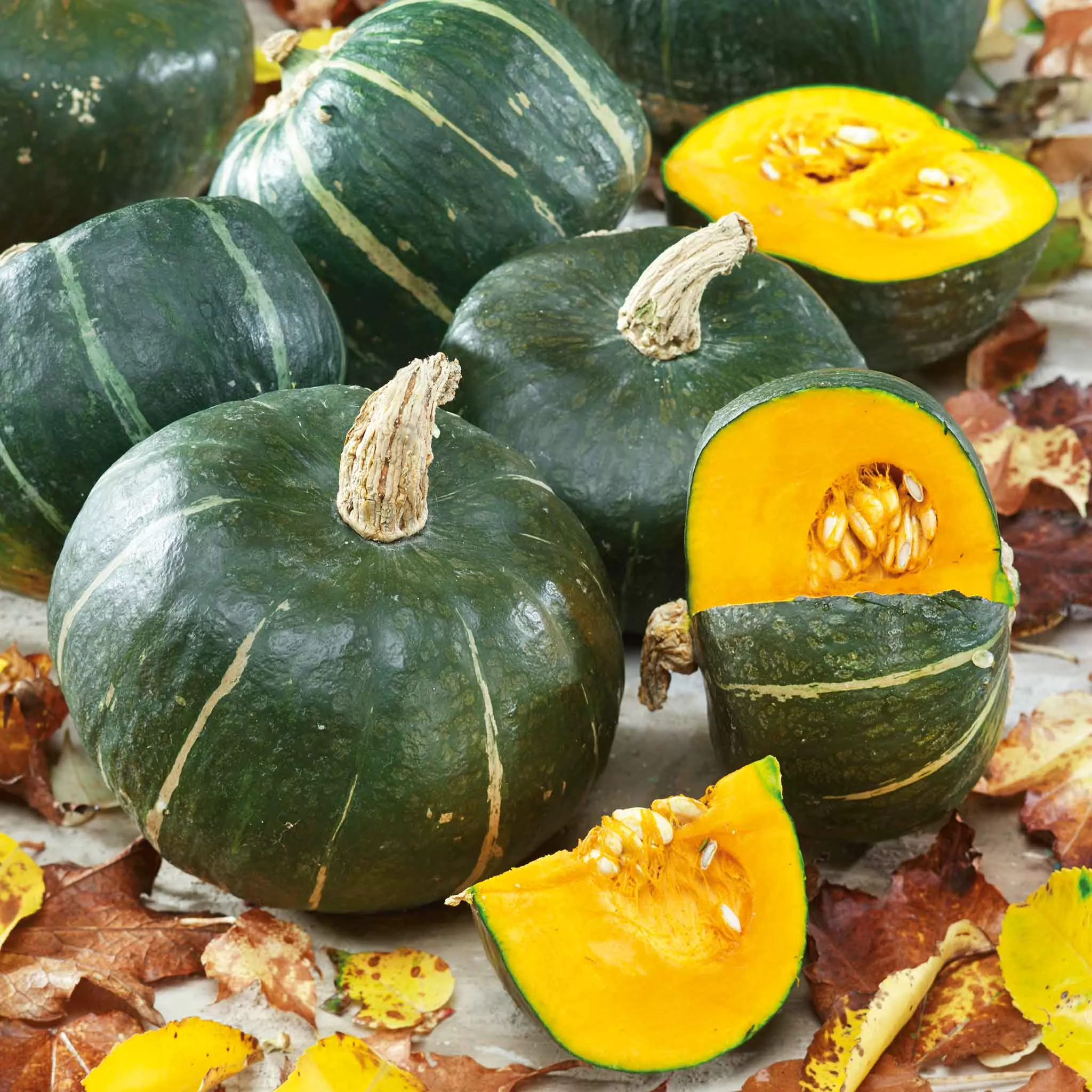bulk-squash-winter-seeds-burgess-buttercup Bulk Squash (Winter) Seeds - Burgess Buttercup