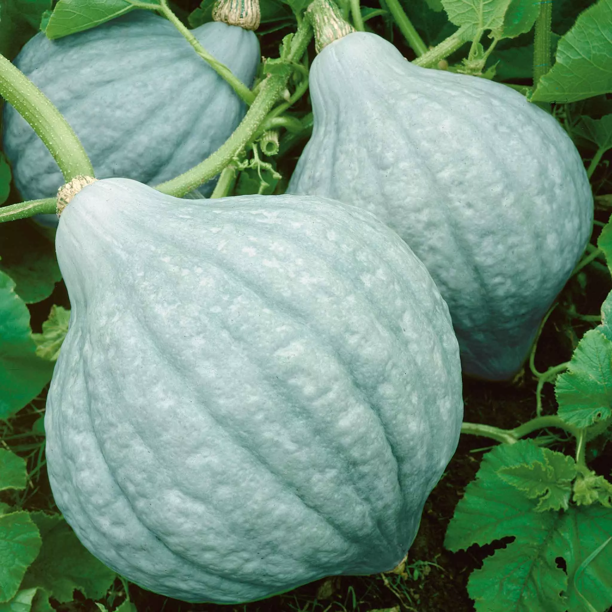 bulk-squash-winter-seeds-hubbard-blue Bulk Squash (Winter) Seeds - Hubbard Blue