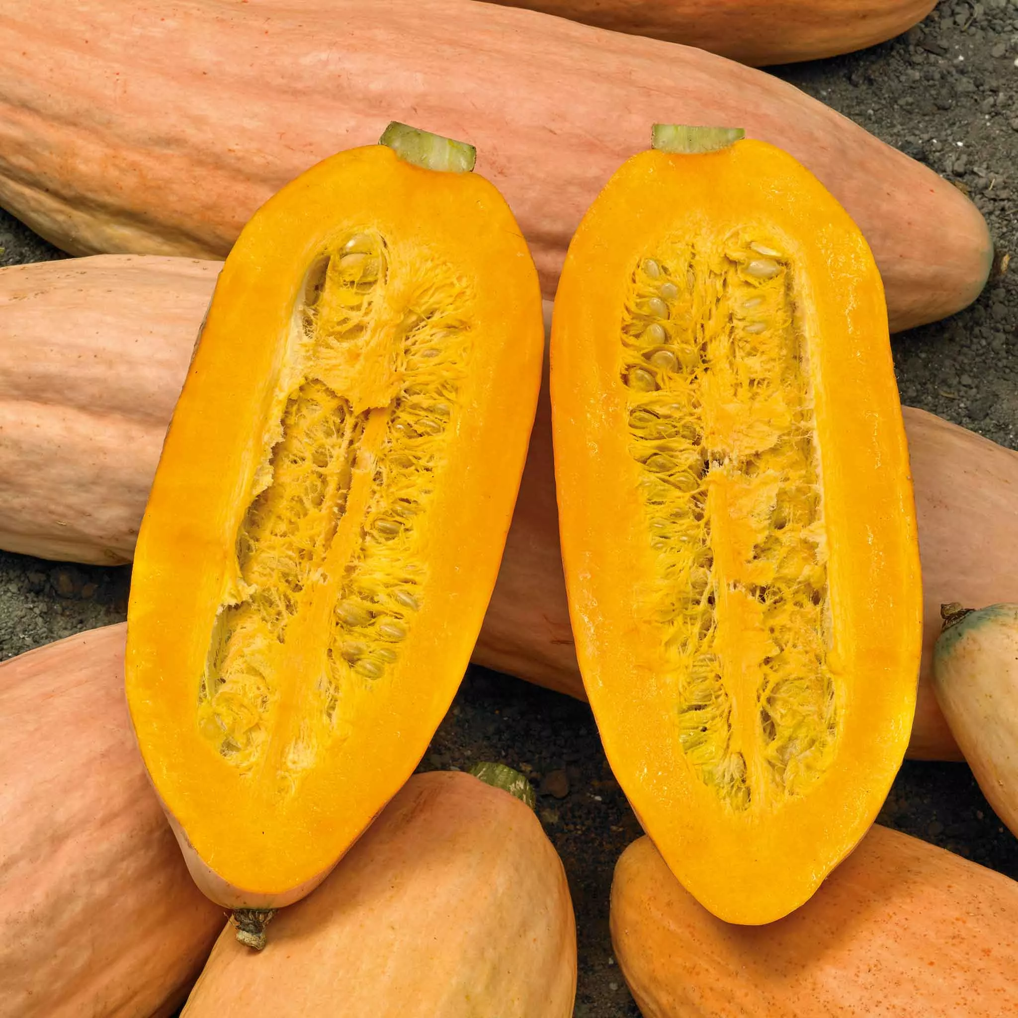 bulk-squash-winter-seeds-pink-banana-jumbo Bulk Squash (Winter) Seeds - Pink Banana Jumbo
