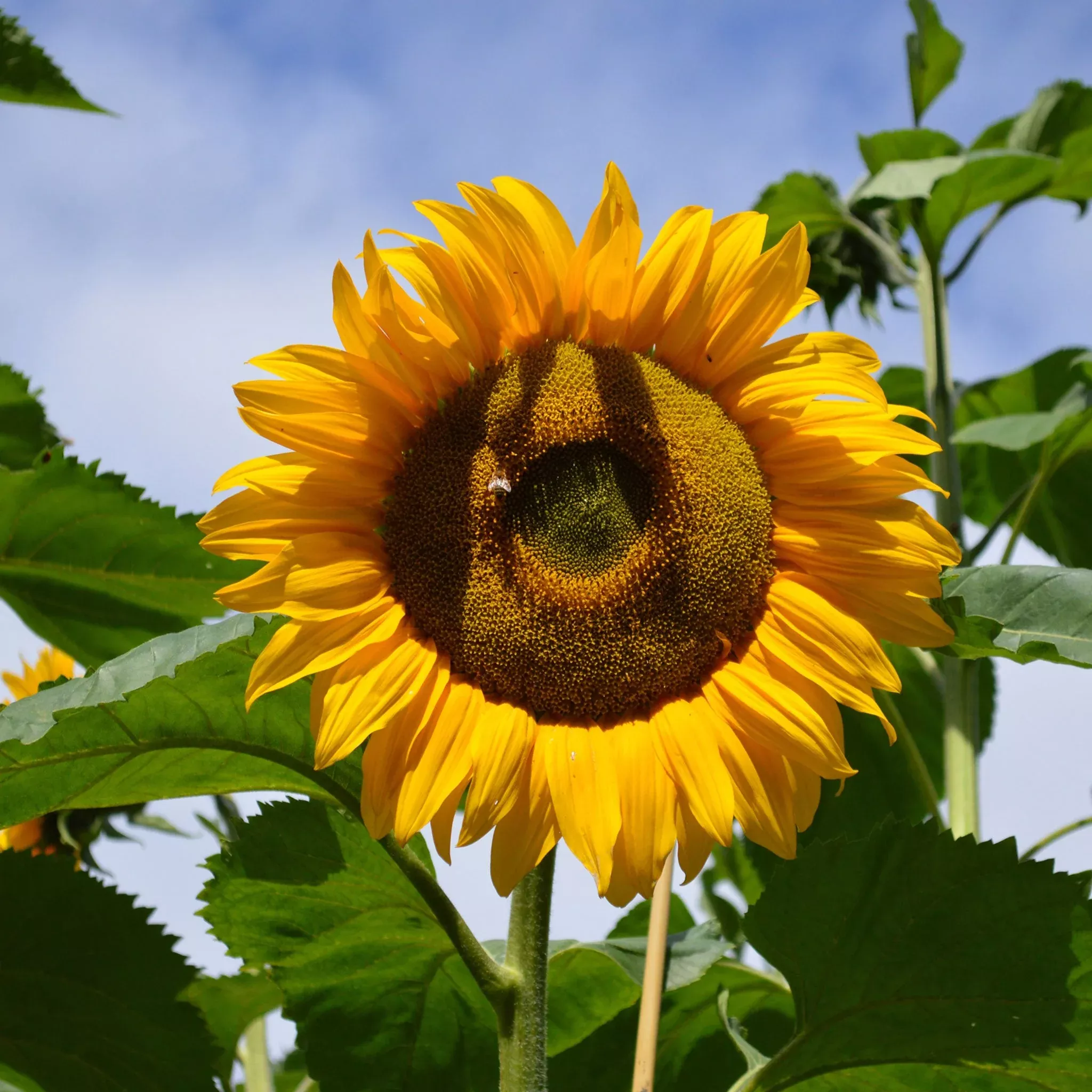 bulk-sunflower-seeds-mammoth-grey-stripe Bulk Sunflower Seeds - Mammoth Grey-Stripe