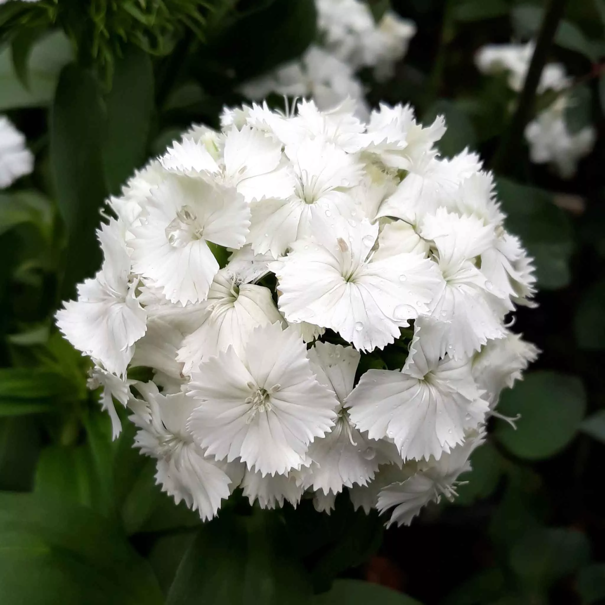 bulk-sweet-william-seeds-albus Bulk Sweet William Seeds - Albus
