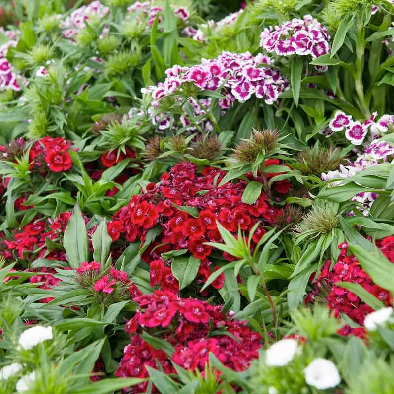 bulk-sweet-william-seeds-tall-single-mix Bulk Sweet William Seeds - Tall Single Mix