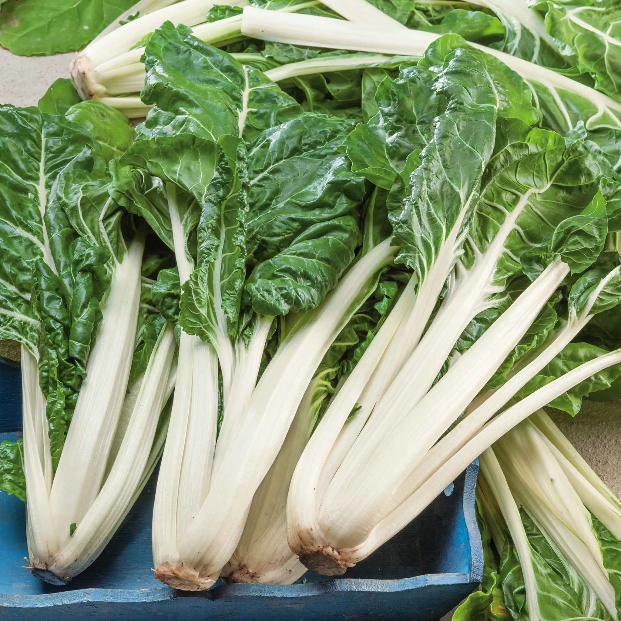 Bulk Swiss Chard Seeds - Large White Rib