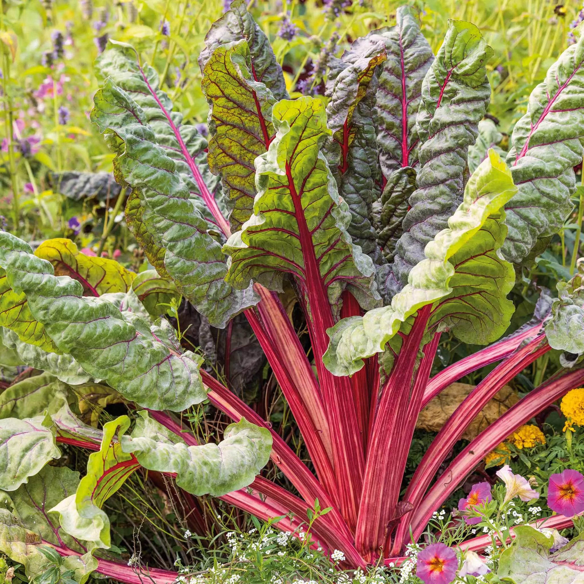 bulk-swiss-chard-seeds-ruby-red Bulk Swiss Chard Seeds - Ruby Red