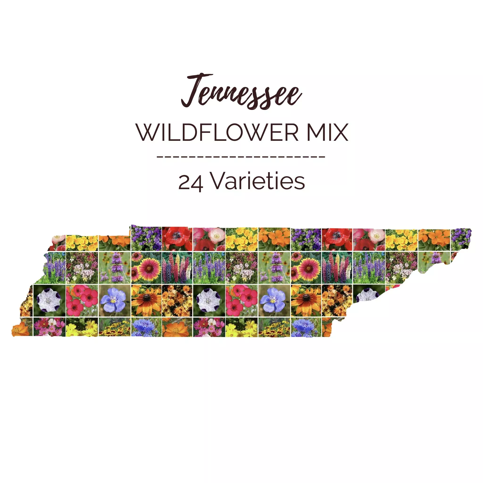 bulk-tennessee-wildflower-seed-mix Bulk Tennessee Wildflower Seed Mix
