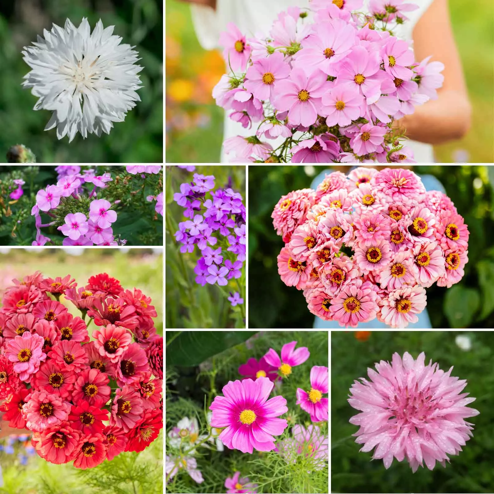 bulk-tickled-pink-pink-flower-seed-mix Bulk Tickled Pink - Pink Flower Seed Mix