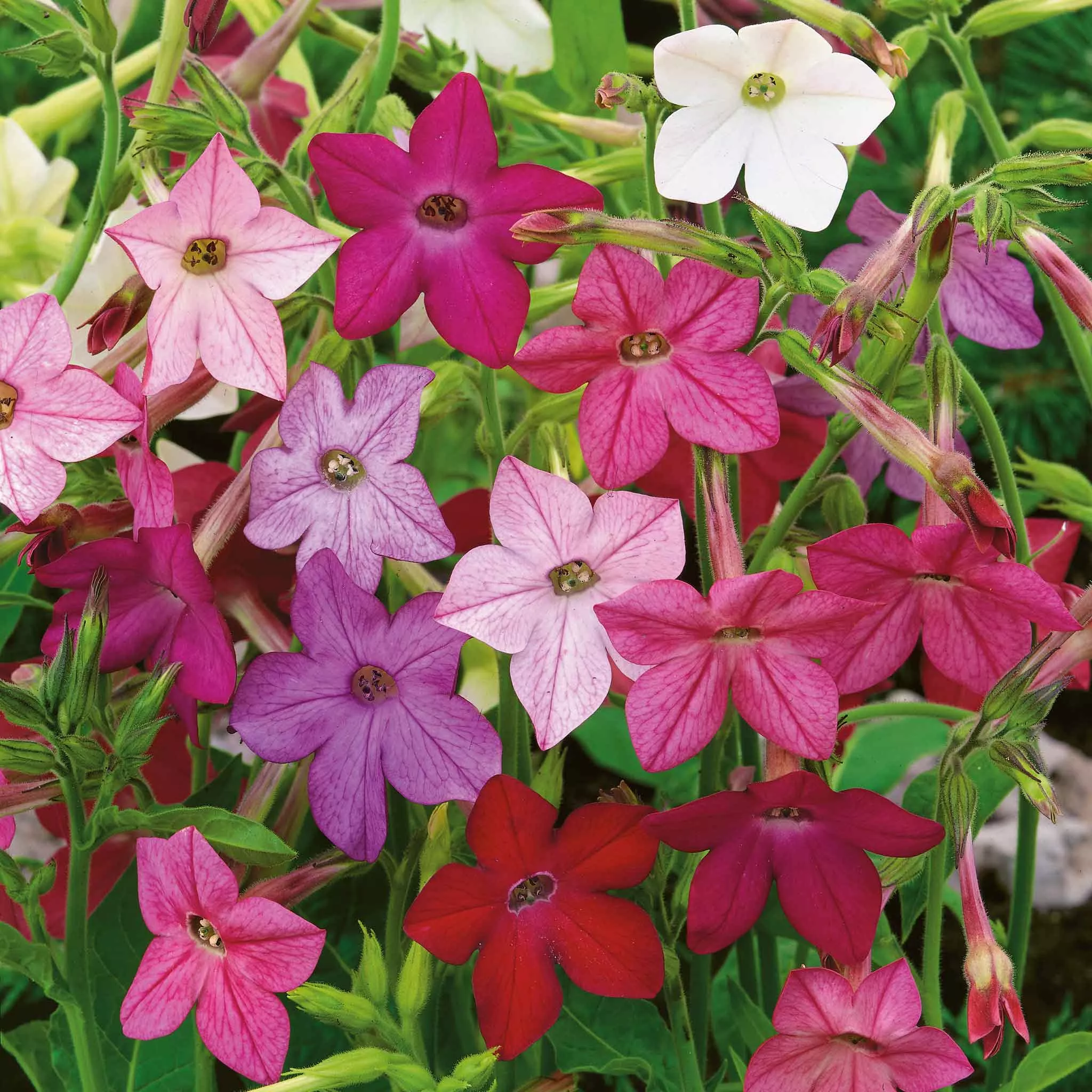 bulk-tobacco-seeds-sensation-mix Bulk Tobacco Seeds - Sensation Mix