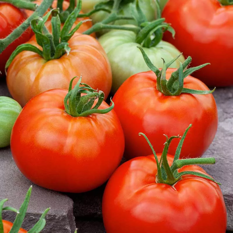 bulk-tomato-seeds-ace-55 Bulk Tomato Seeds - Ace 55