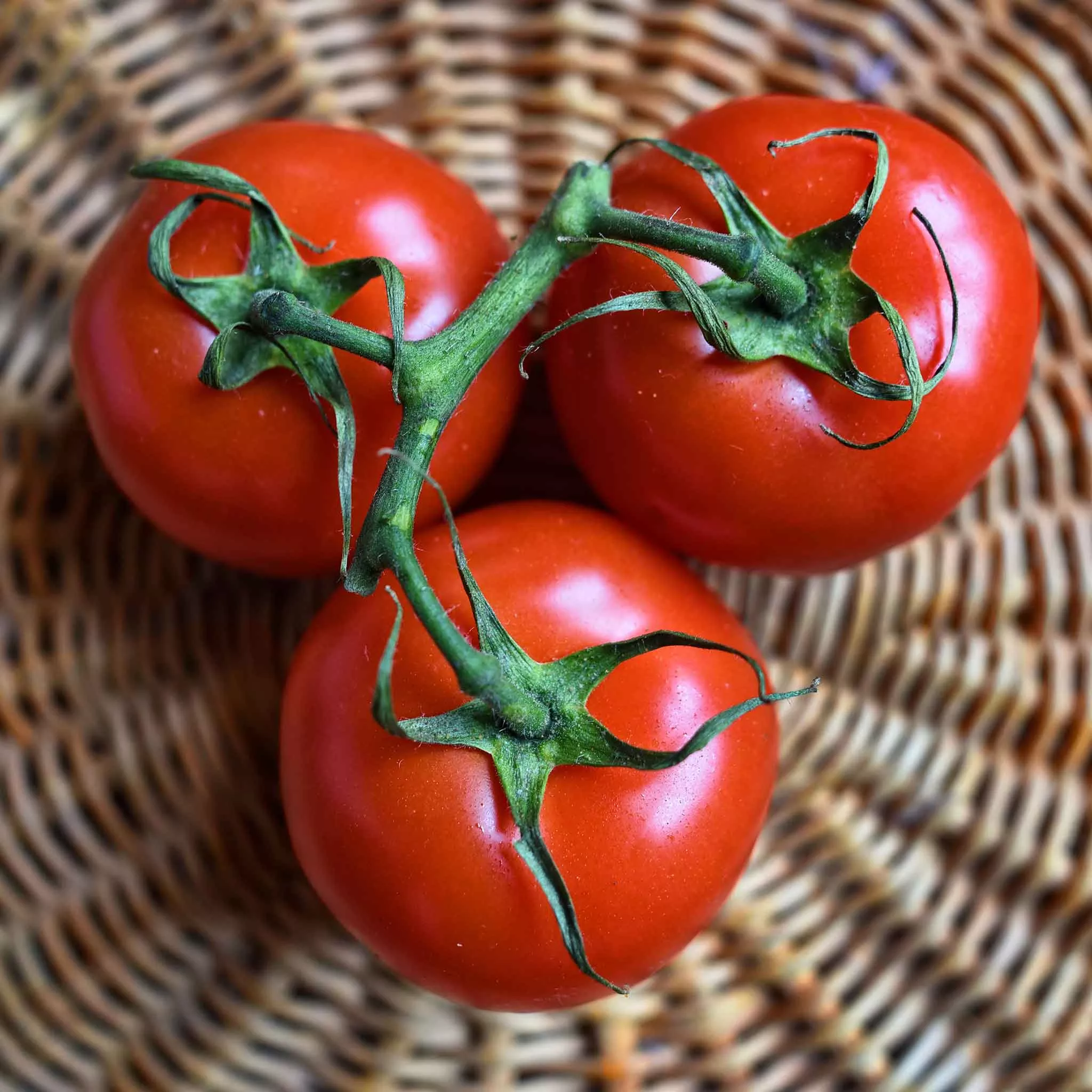 bulk-tomato-seeds-floradade Bulk Tomato Seeds - Floradade