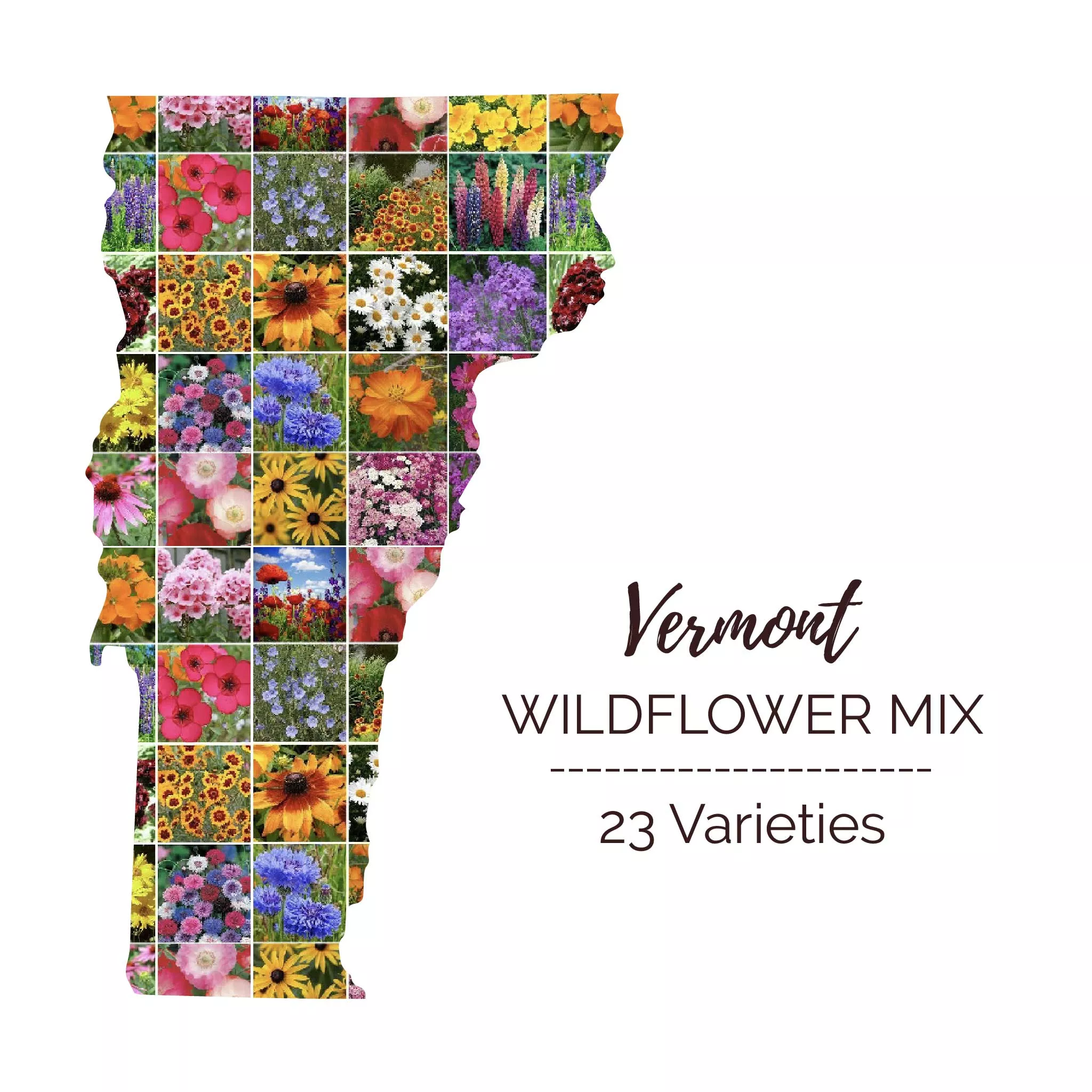 bulk-vermont-wildflower-seed-mix Bulk Vermont Wildflower Seed Mix