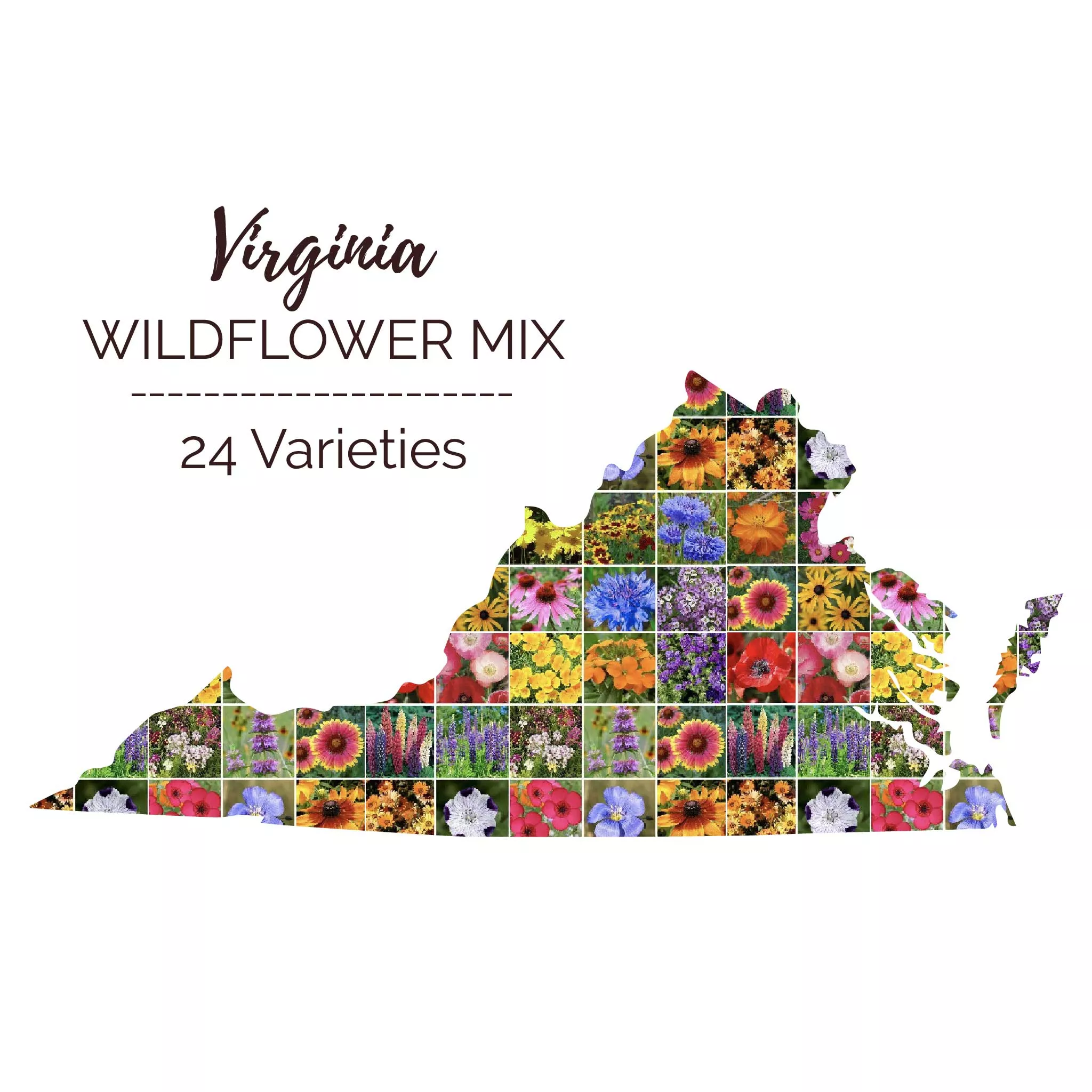 bulk-virginia-wildflower-seed-mix Bulk Virginia Wildflower Seed Mix