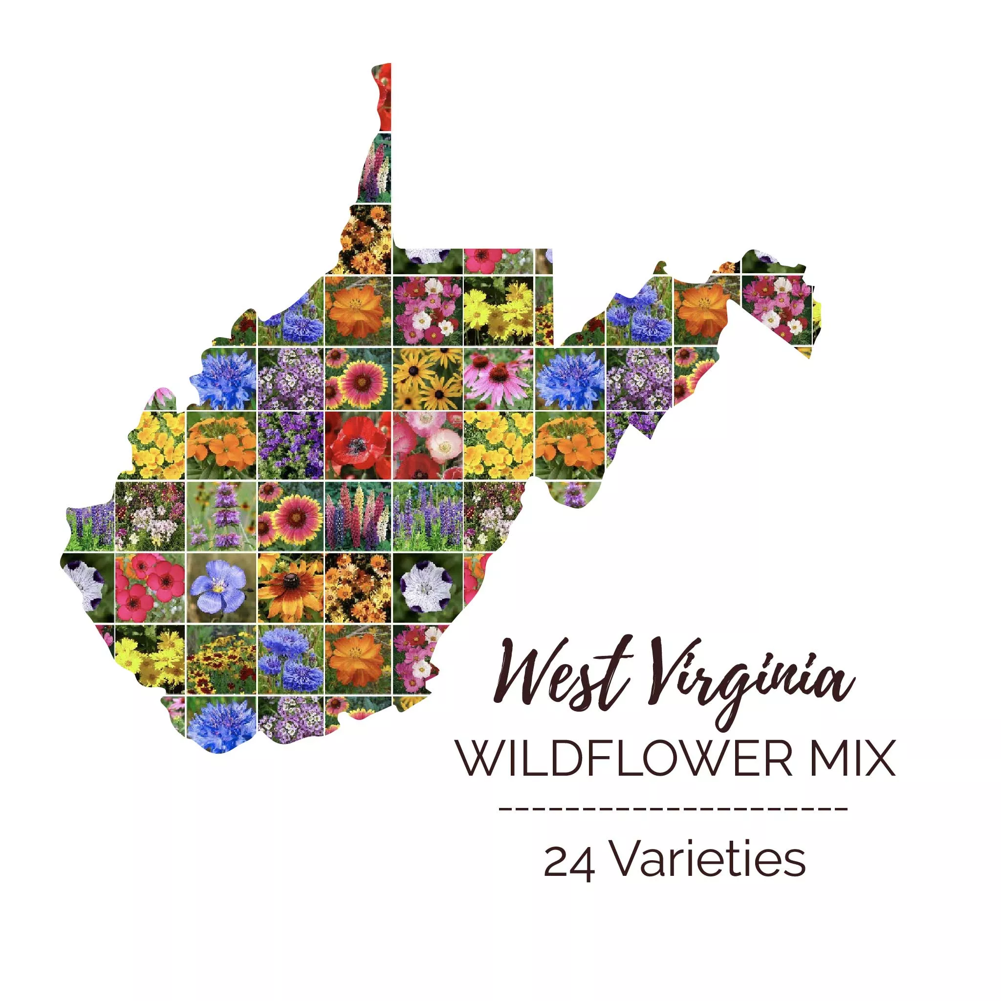 bulk-west-virginia-wildflower-seed-mix Bulk West Virginia Wildflower Seed Mix