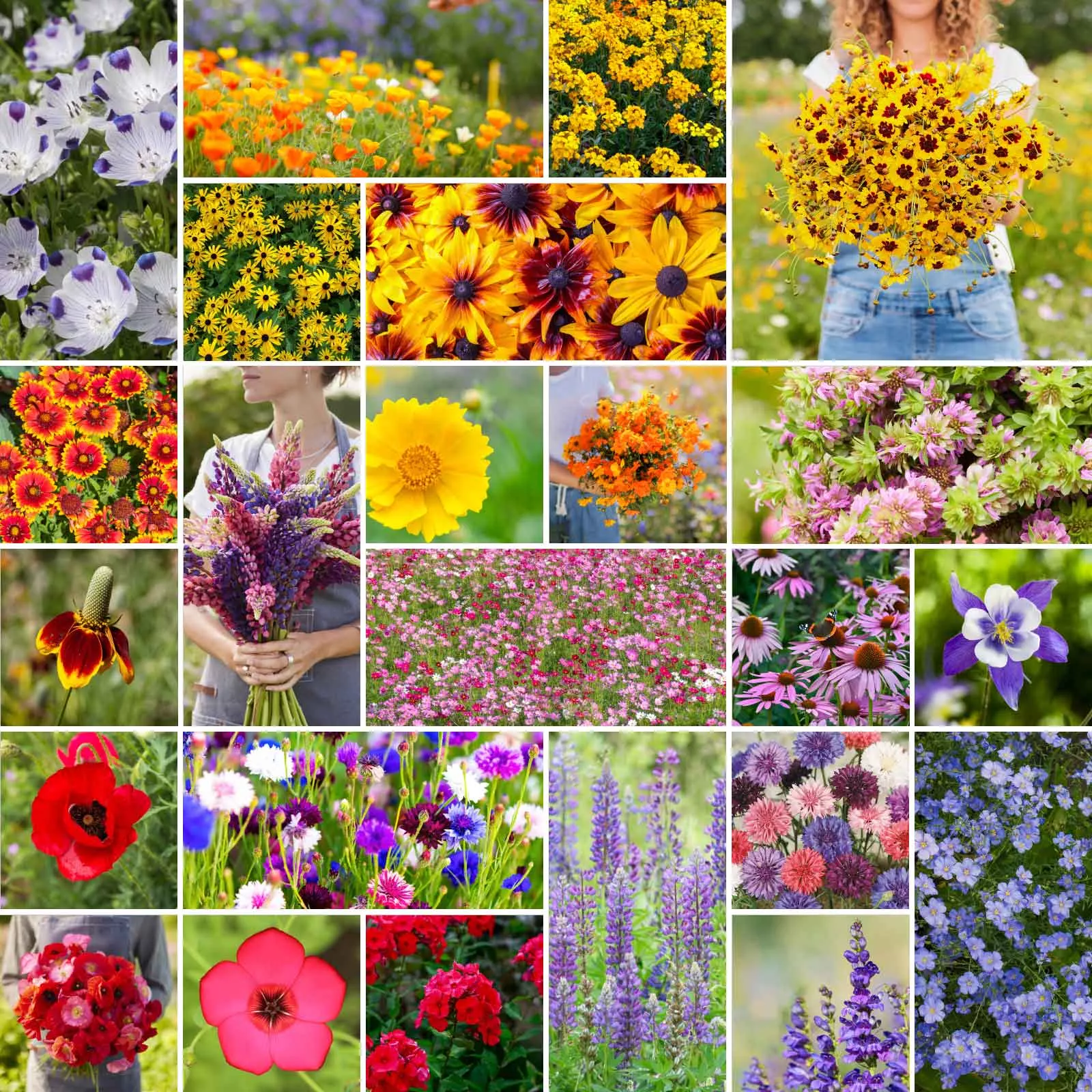 bulk-western-wildflower-seed-mix Bulk Western Wildflower Seed Mix