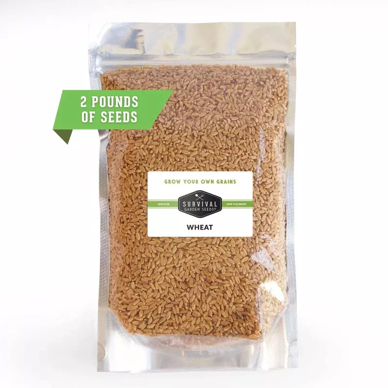 bulk-wheat-seeds-2lb-versatile-grain-cover-crops-wheatgrass-microgreens-animal-f Bulk Wheat Seeds (2lb) – Versatile Grain for Cover Crops, Wheatgrass, Microgreens, Animal Feed & Long-Term Food Storage