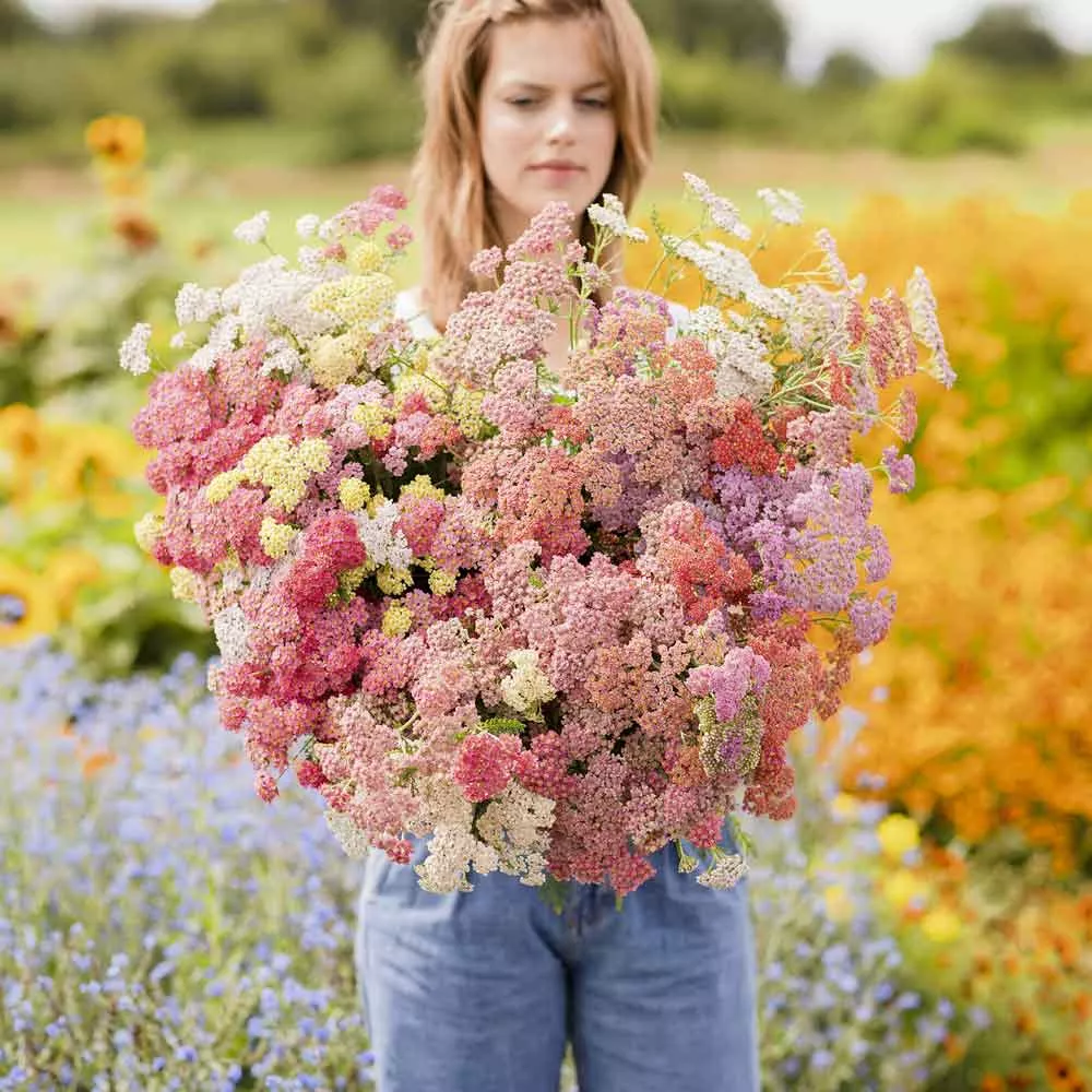 Bulk Yarrow Seeds - Colorado Mix
