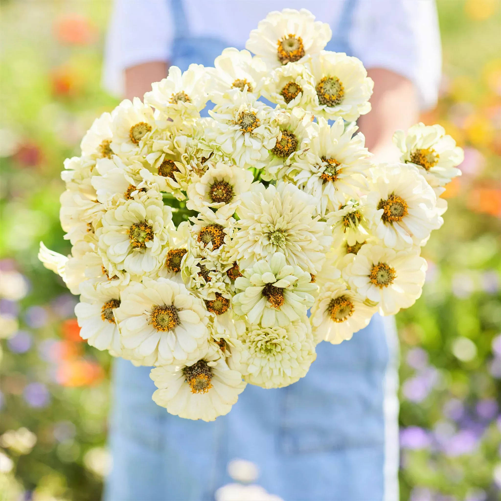 bulk-zinnia-seeds-cactus-snowman Bulk Zinnia Seeds - Cactus Snowman