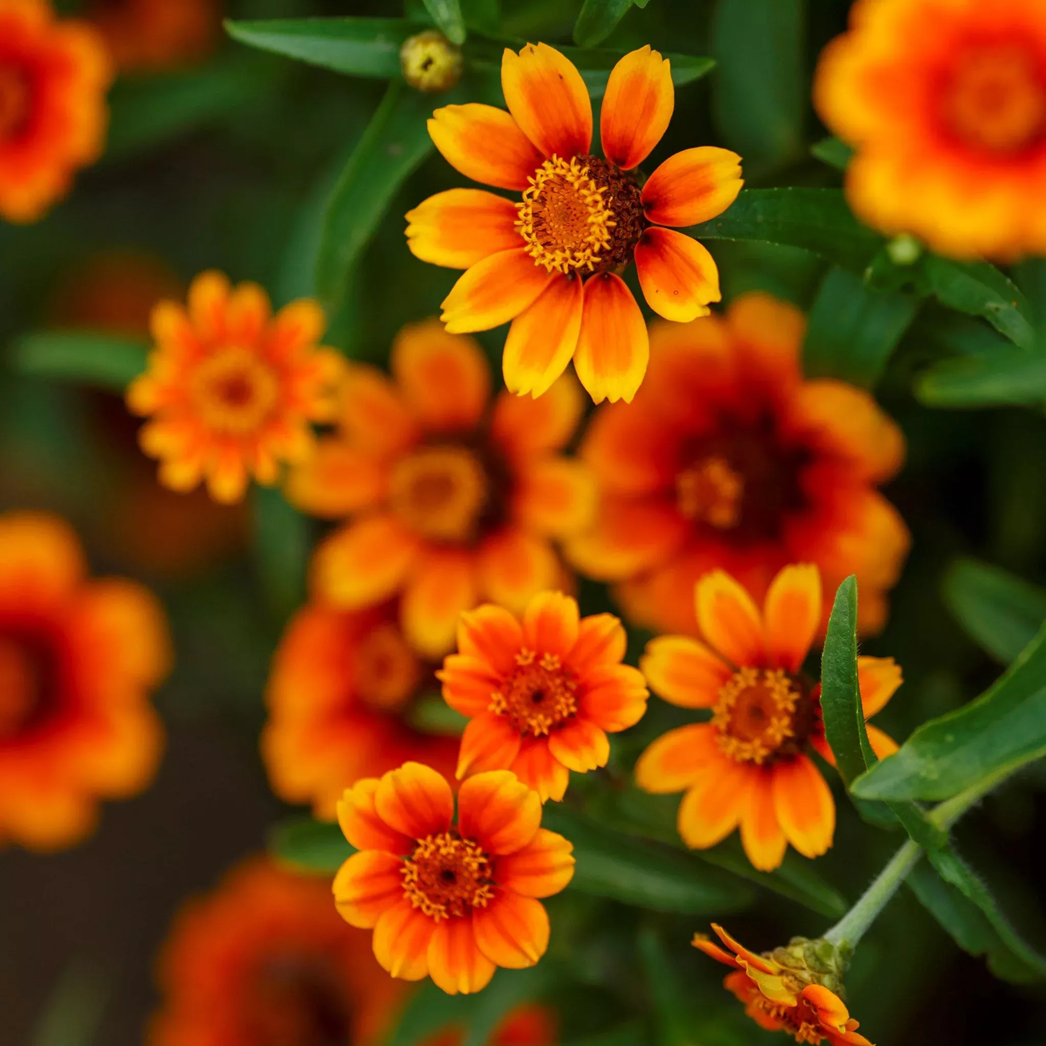 bulk-zinnia-seeds-chippendale-daisy Bulk Zinnia Seeds - Chippendale Daisy