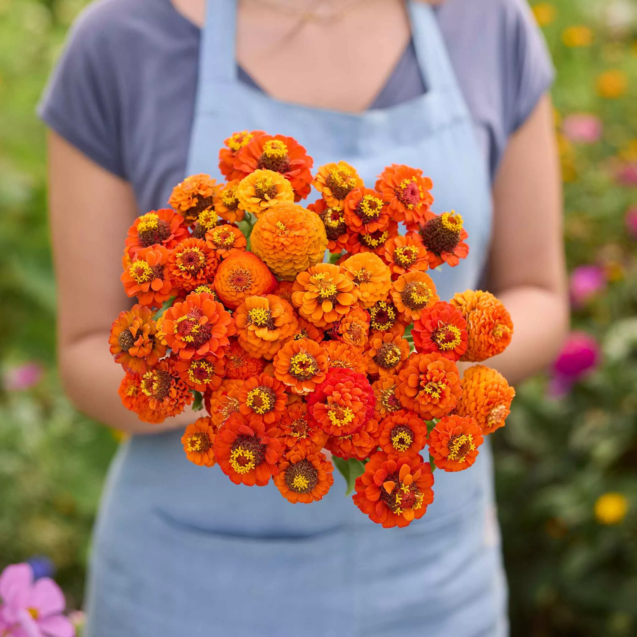 bulk-zinnia-seeds-lilliput-orange Bulk Zinnia Seeds - Lilliput Orange
