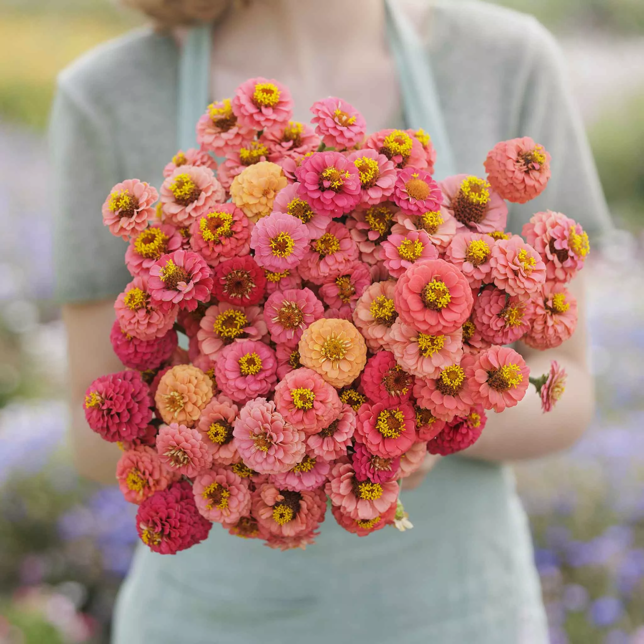 bulk-zinnia-seeds-lilliput-salmon Bulk Zinnia Seeds - Lilliput Salmon