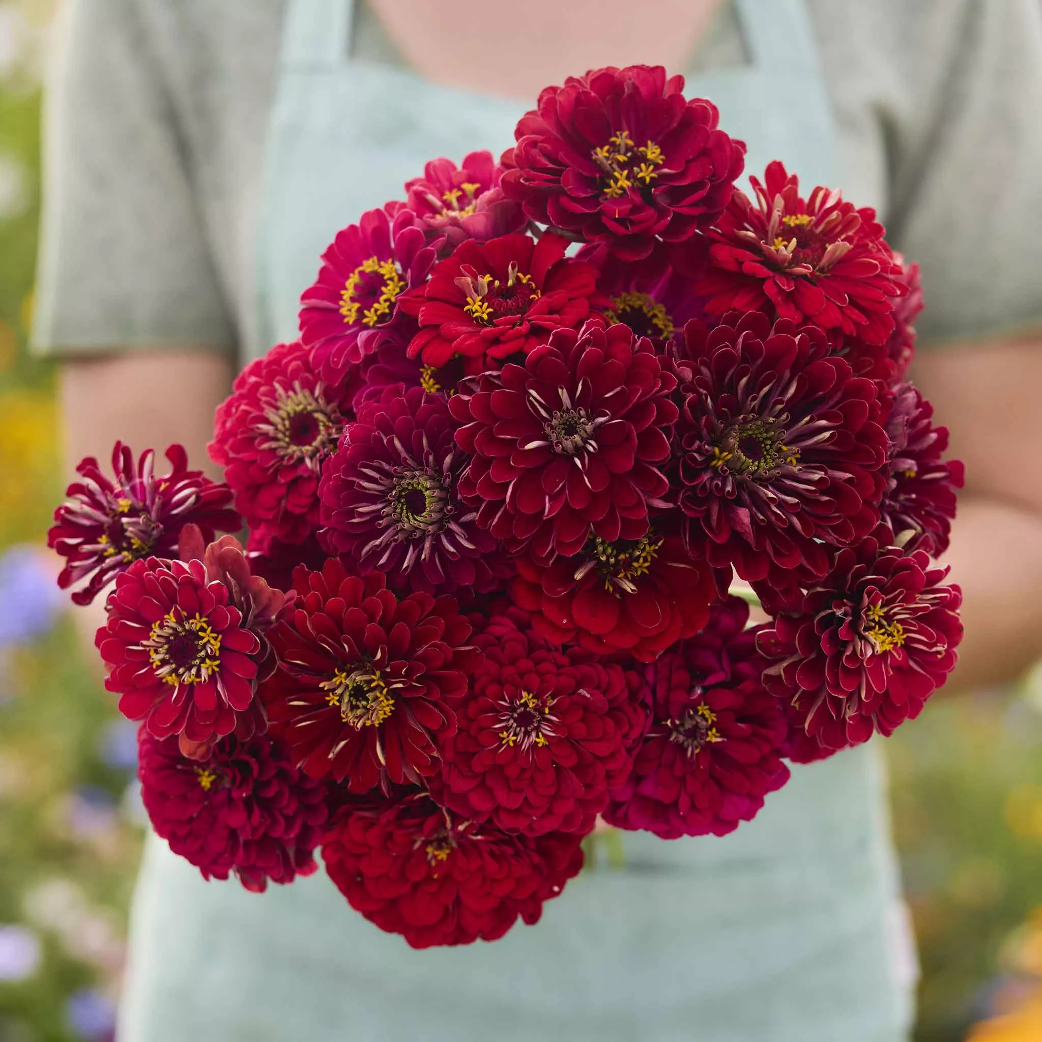bulk-zinnia-seeds-meteor Bulk Zinnia Seeds - Meteor