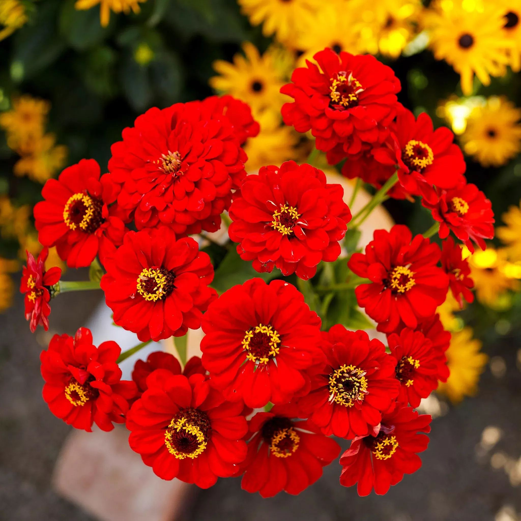 bulk-zinnia-seeds-scarlet-flame Bulk Zinnia Seeds - Scarlet Flame