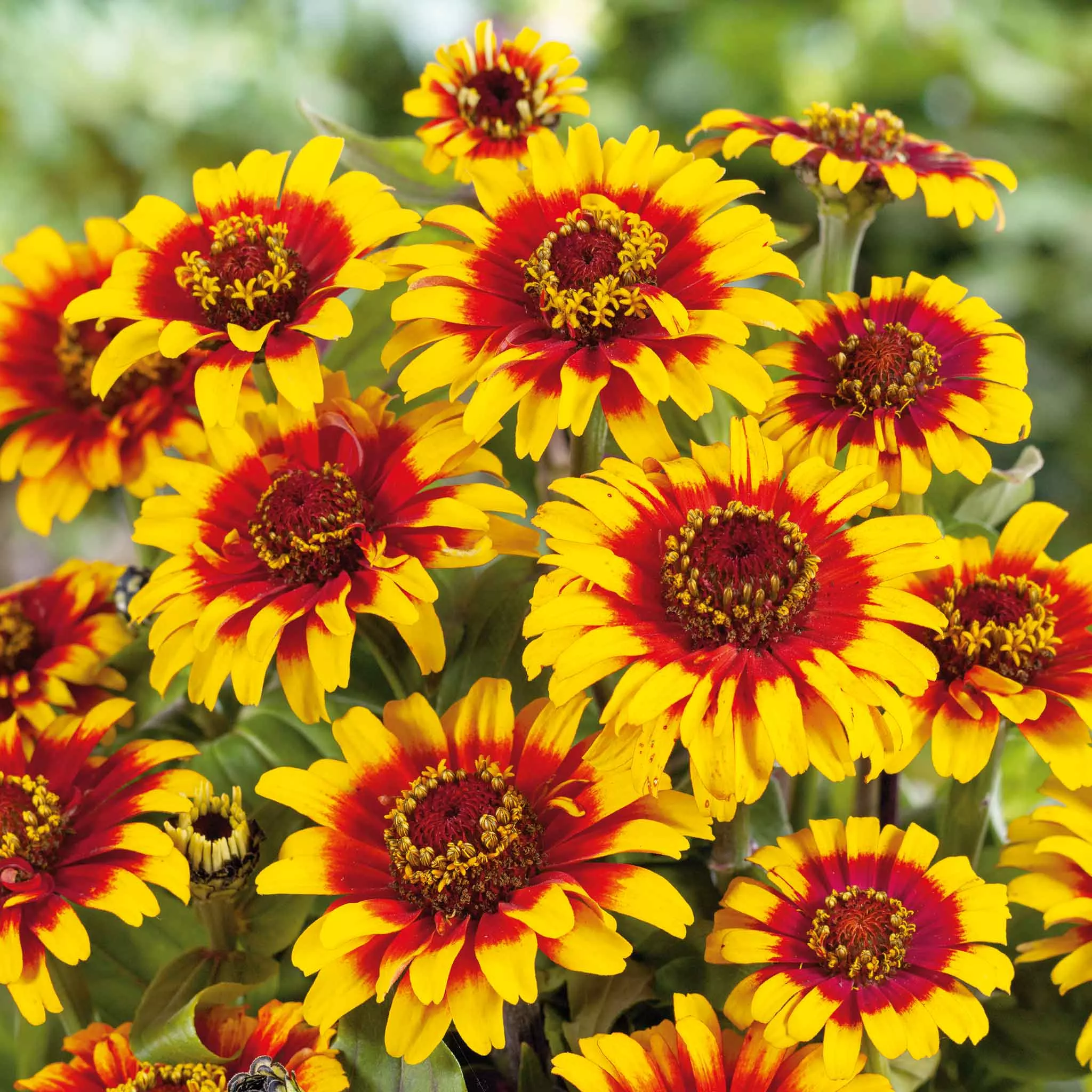 Bulk Zinnia Seeds - Sombrero