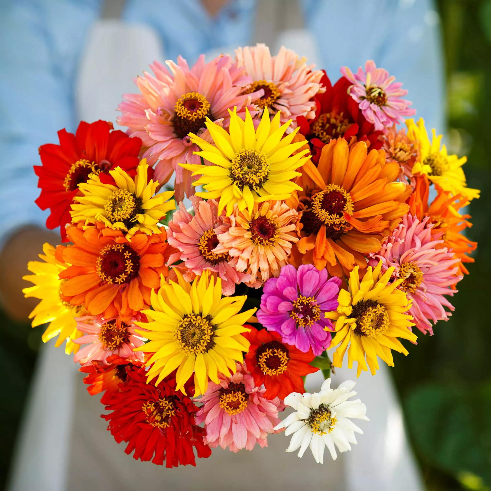 bulk-zinnia-seeds-super-cactus-giant-mix Bulk Zinnia Seeds - Super Cactus Giant Mix
