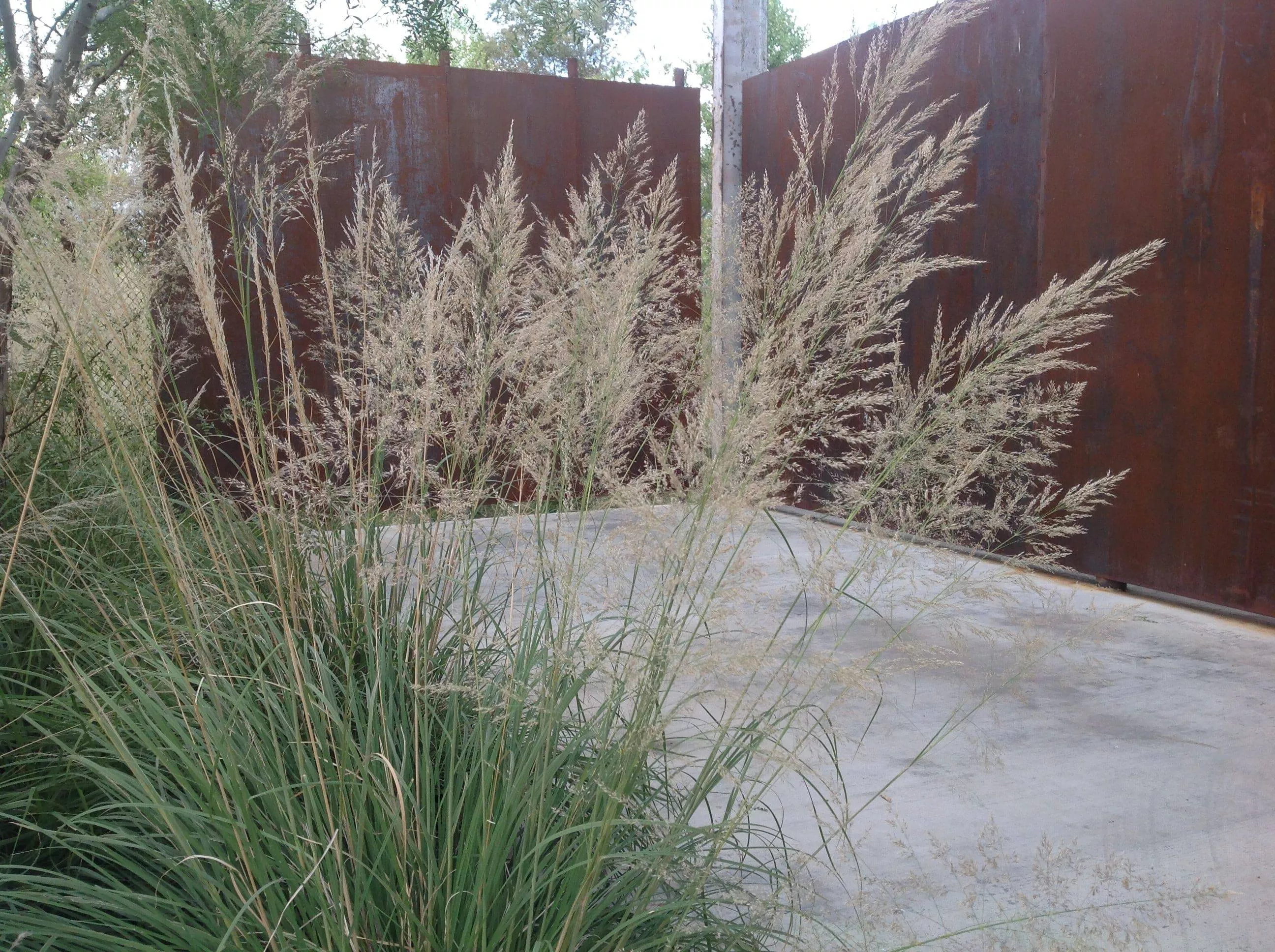 bull-muhly Bull Muhly