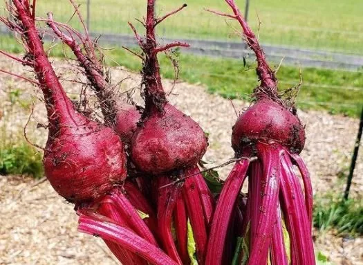 bull-s-blood-beet Bull’s Blood Beet