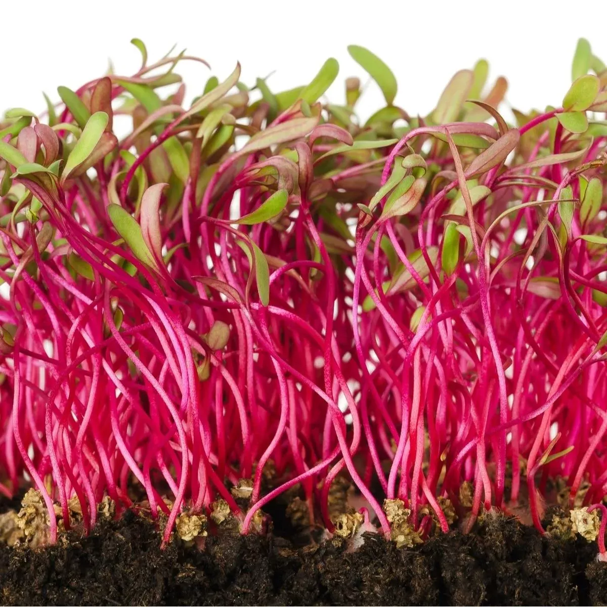bulls-blood-beet-seeds-microgreens Bulls Blood Beet Seeds (Microgreens)
