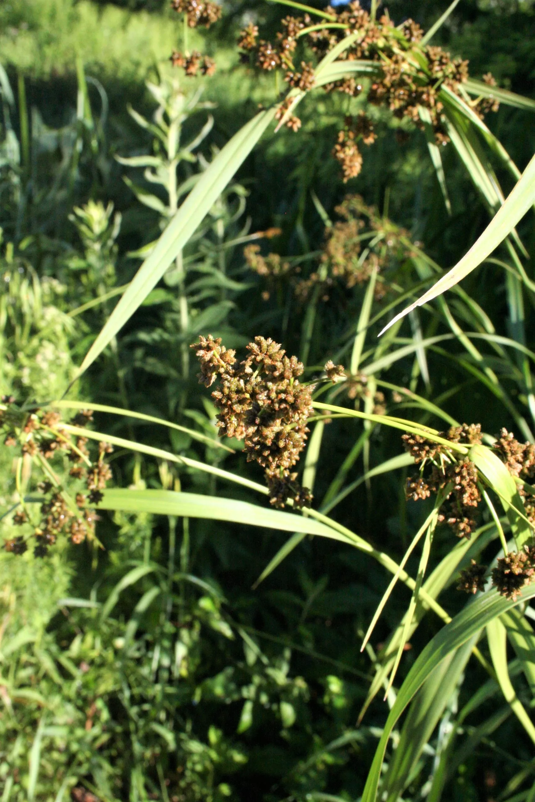 bulrush-dark-green Bulrush, Dark Green